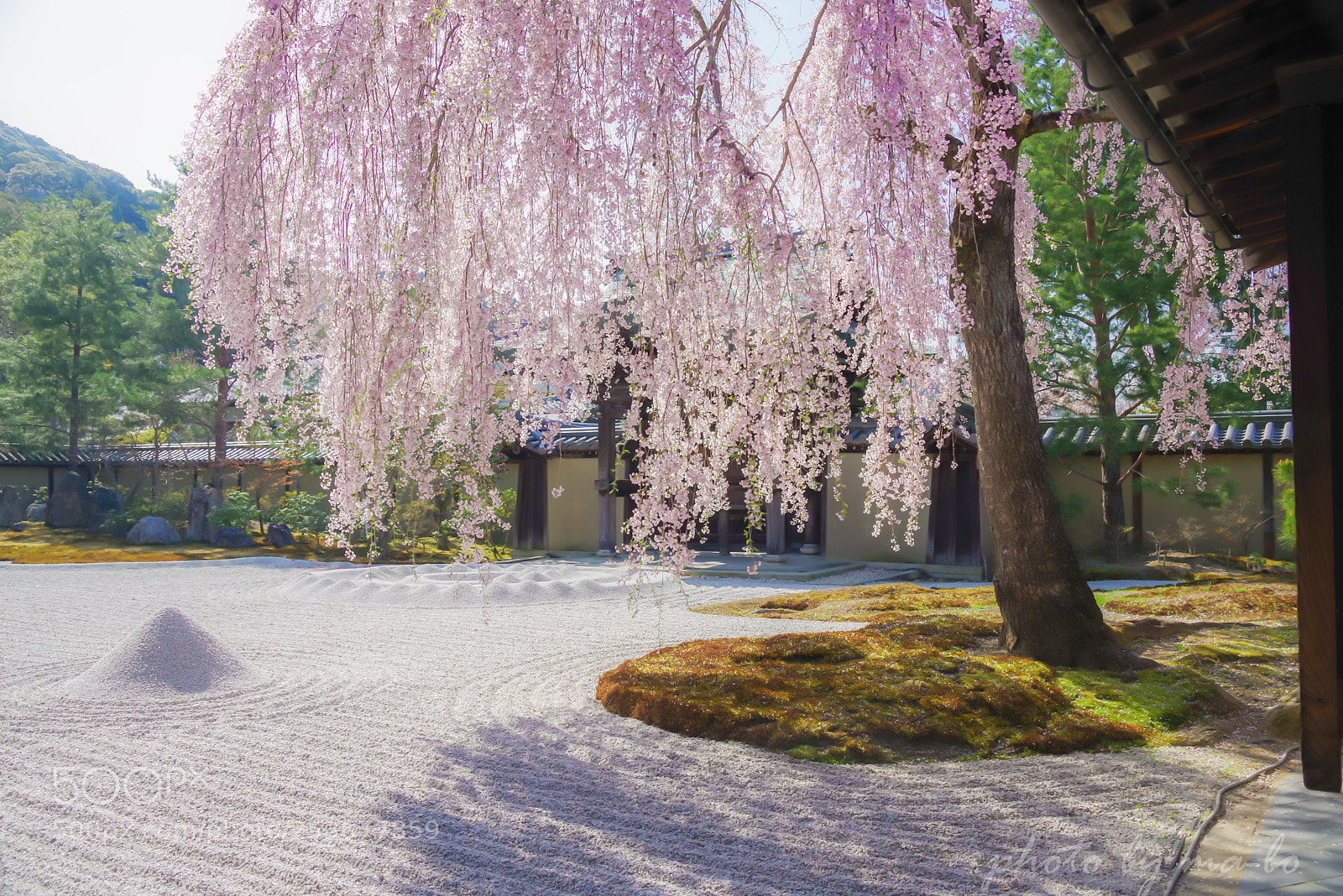 Pentax K-1 sample photo. 高台寺 photography