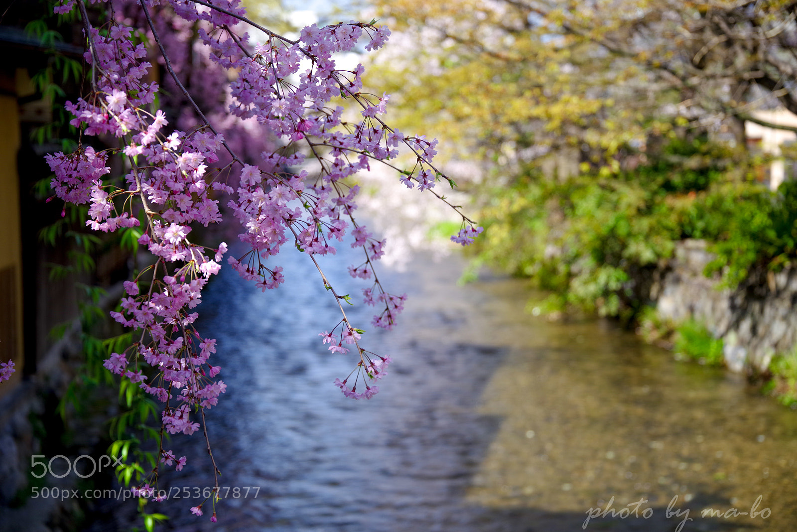 Pentax K-1 sample photo. 祇園白川 photography
