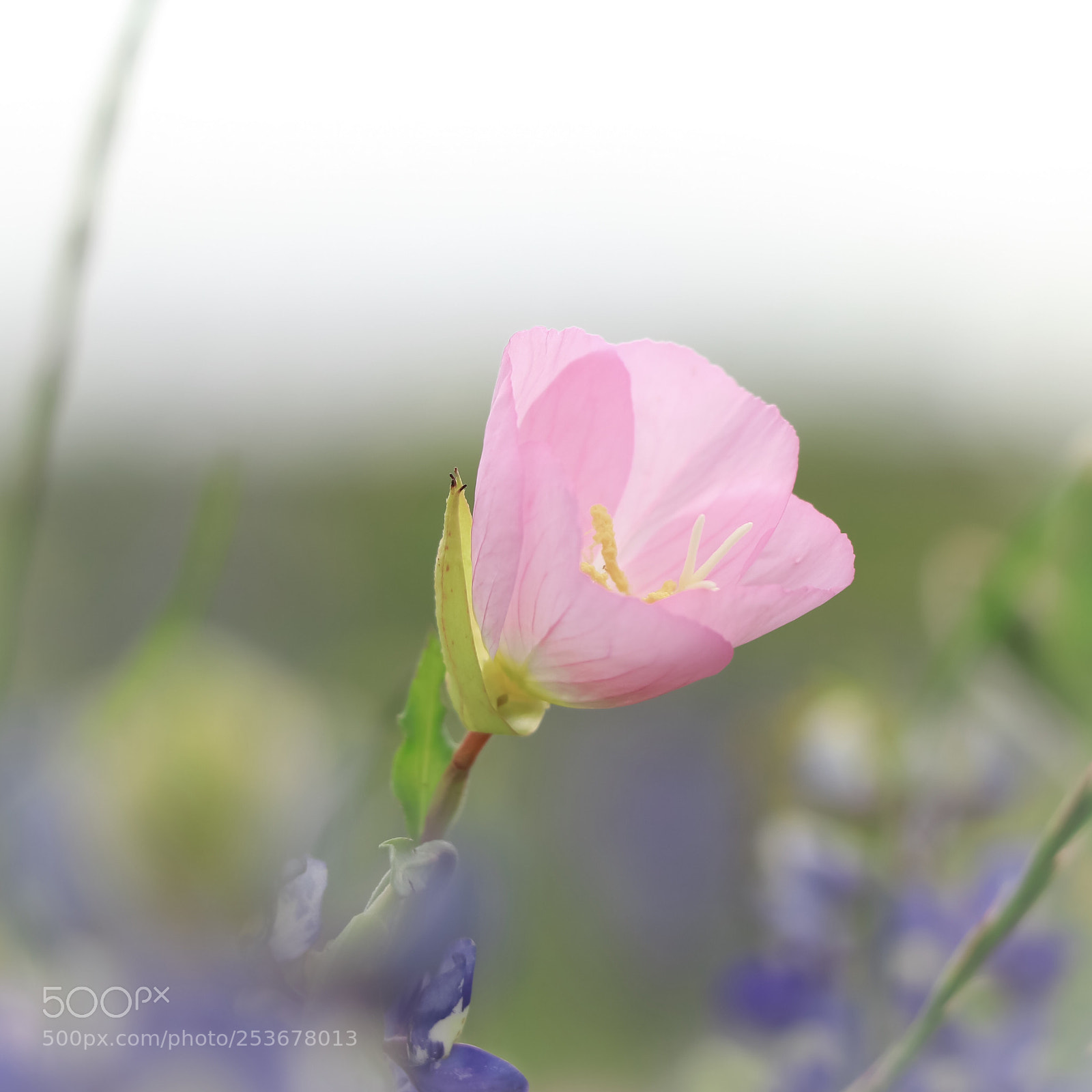 Canon EOS 80D sample photo. Pink  photography