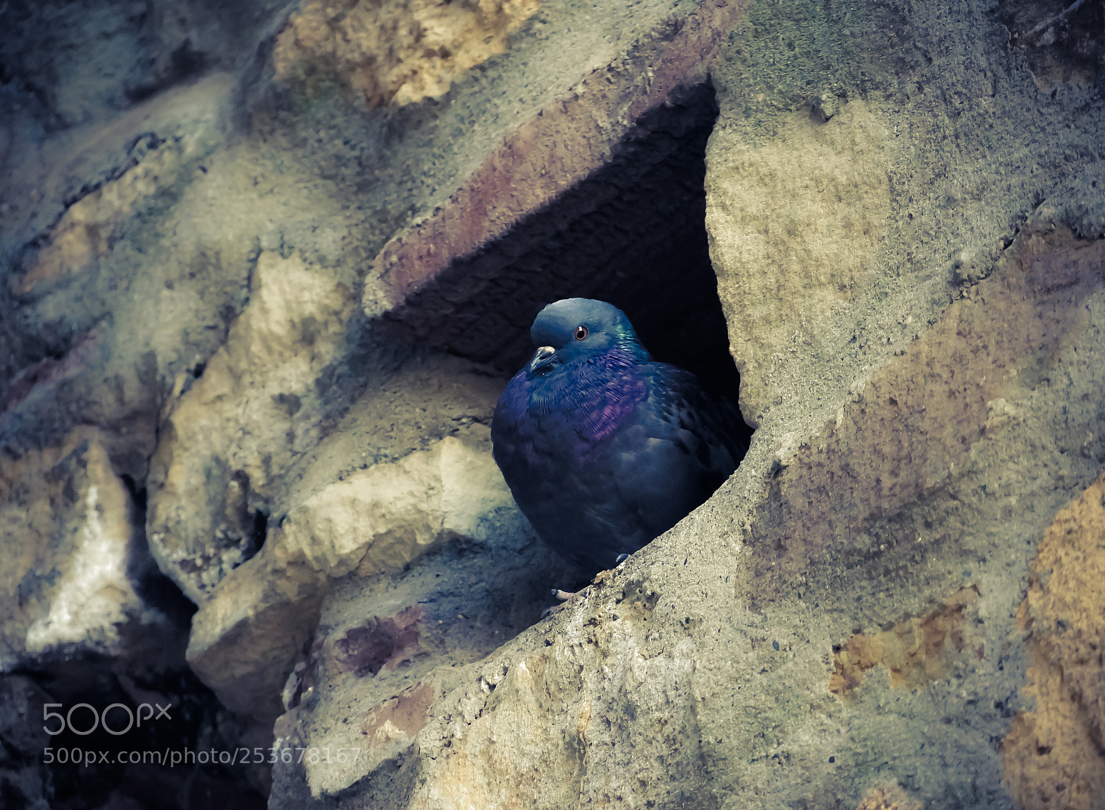 Sony Alpha NEX-5R sample photo. Healthy pigeon photography