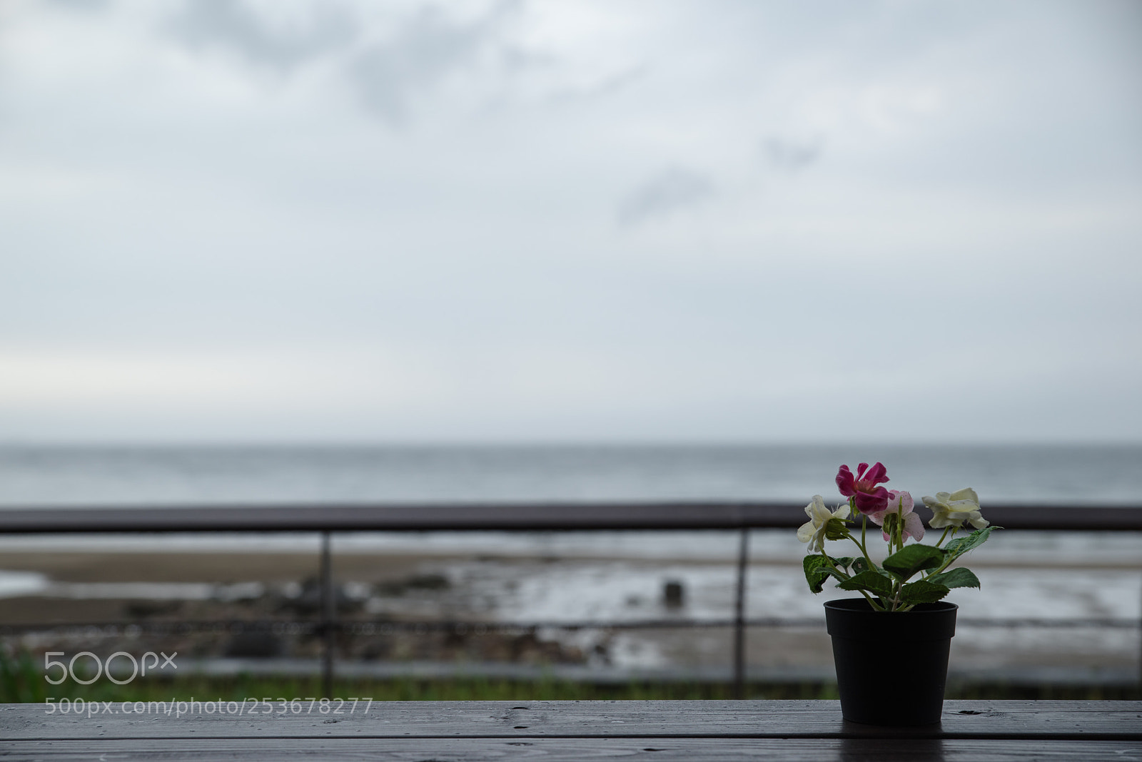 Pentax K-1 sample photo. Untitled photography