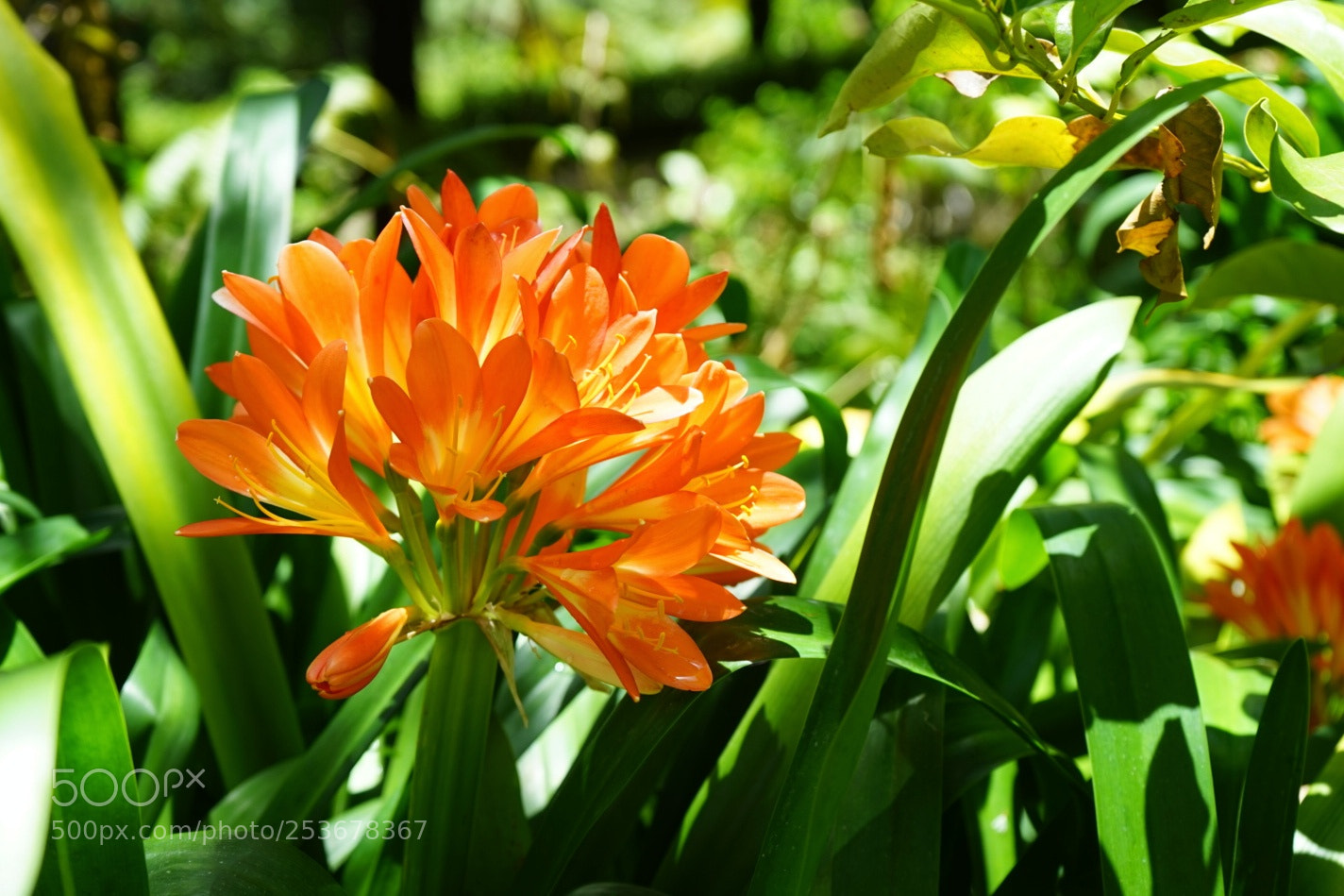 Sony a7 sample photo. So beautiful photography