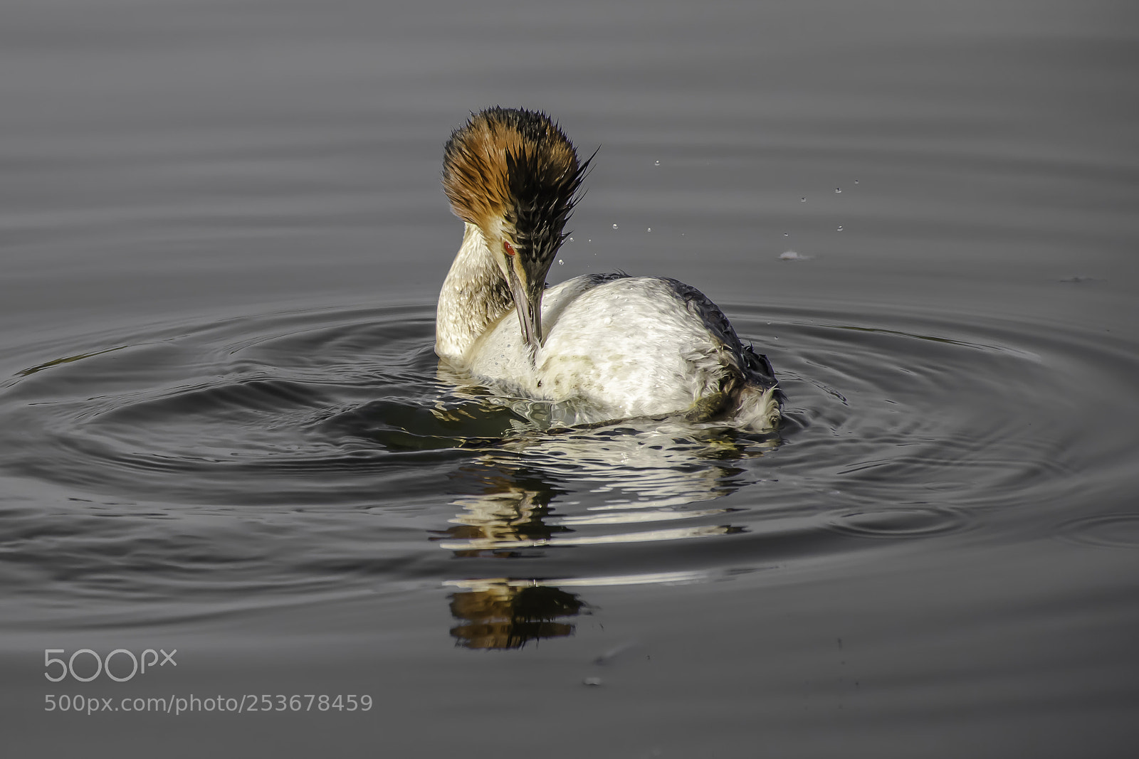 Nikon D7200 sample photo. Great crested grebe photography