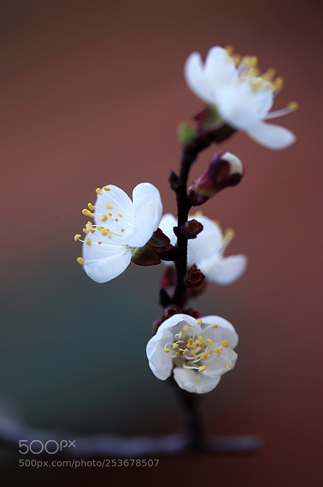 Canon EOS 5D Mark II sample photo. Blossom photography