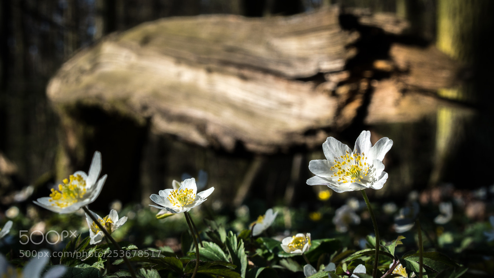 Sony a6500 sample photo. Wood anemones photography