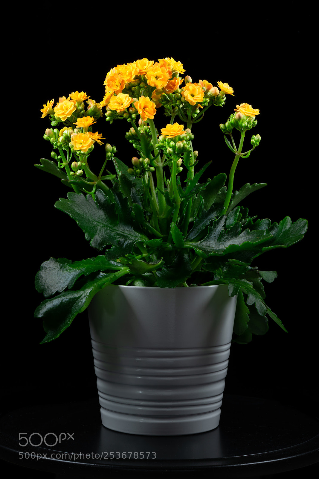 Nikon D850 sample photo. Yellow flowers photography