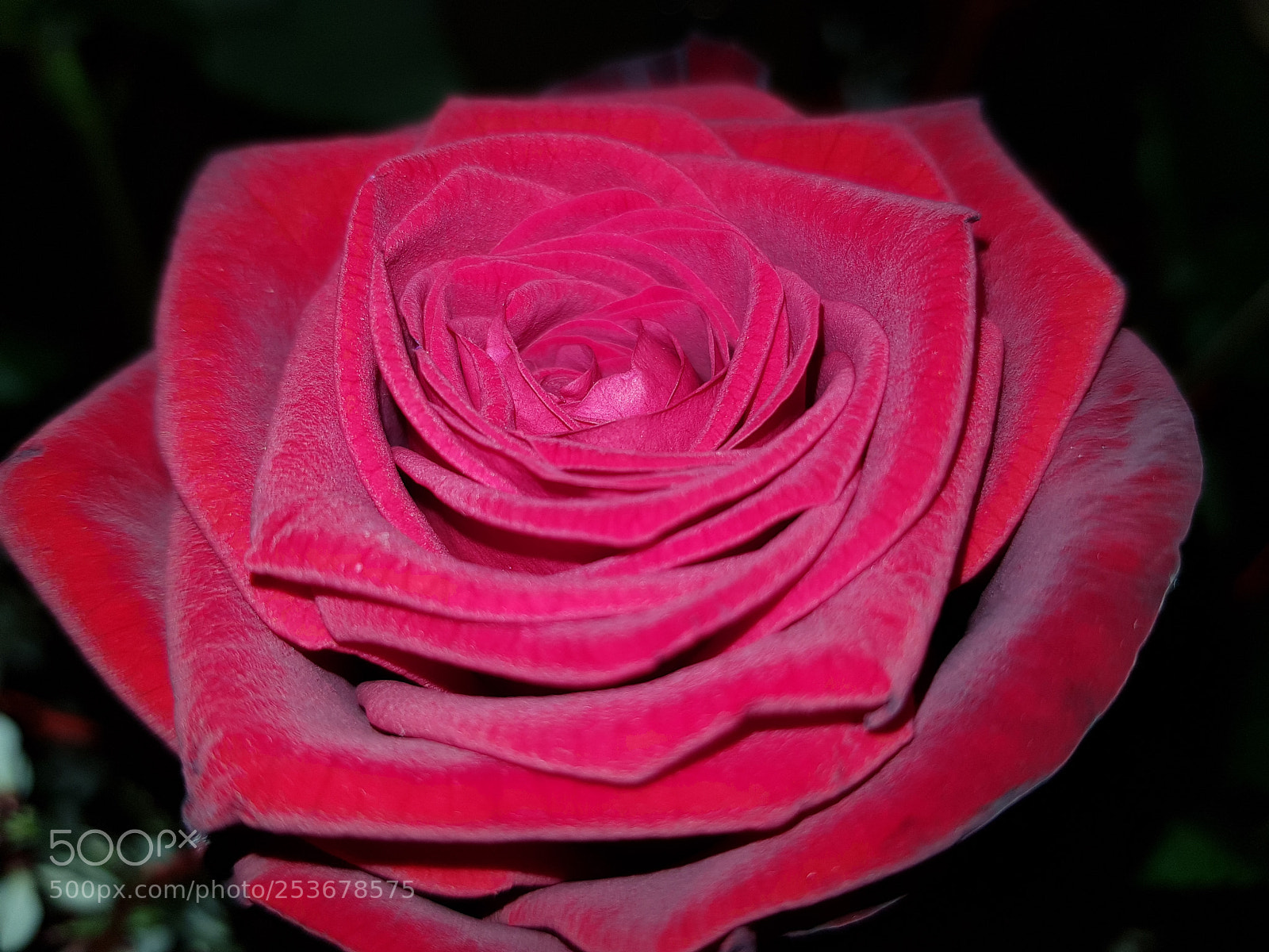 Samsung Galaxy S8+ sample photo. Rose photography