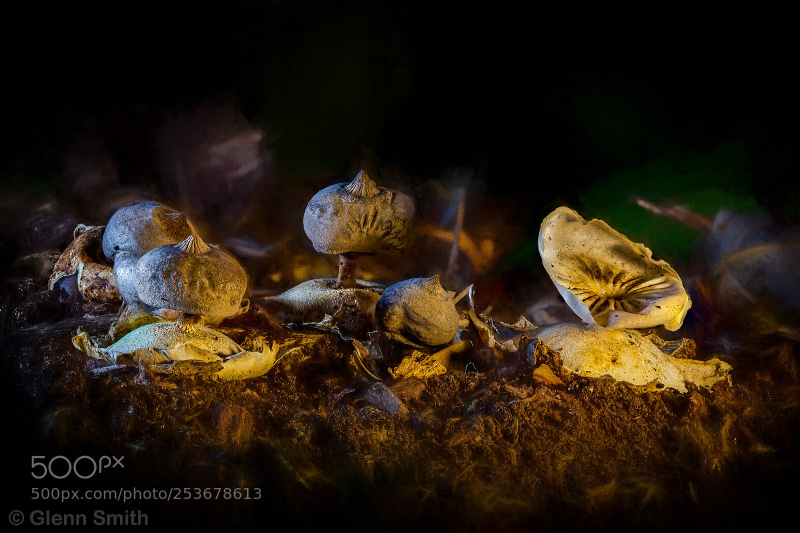 Canon EOS 60D sample photo. Puffballs photography