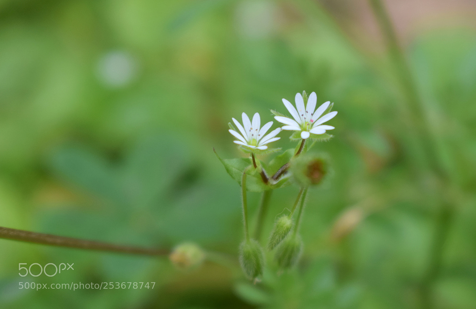 Nikon D3300 sample photo. Fiorellini photography