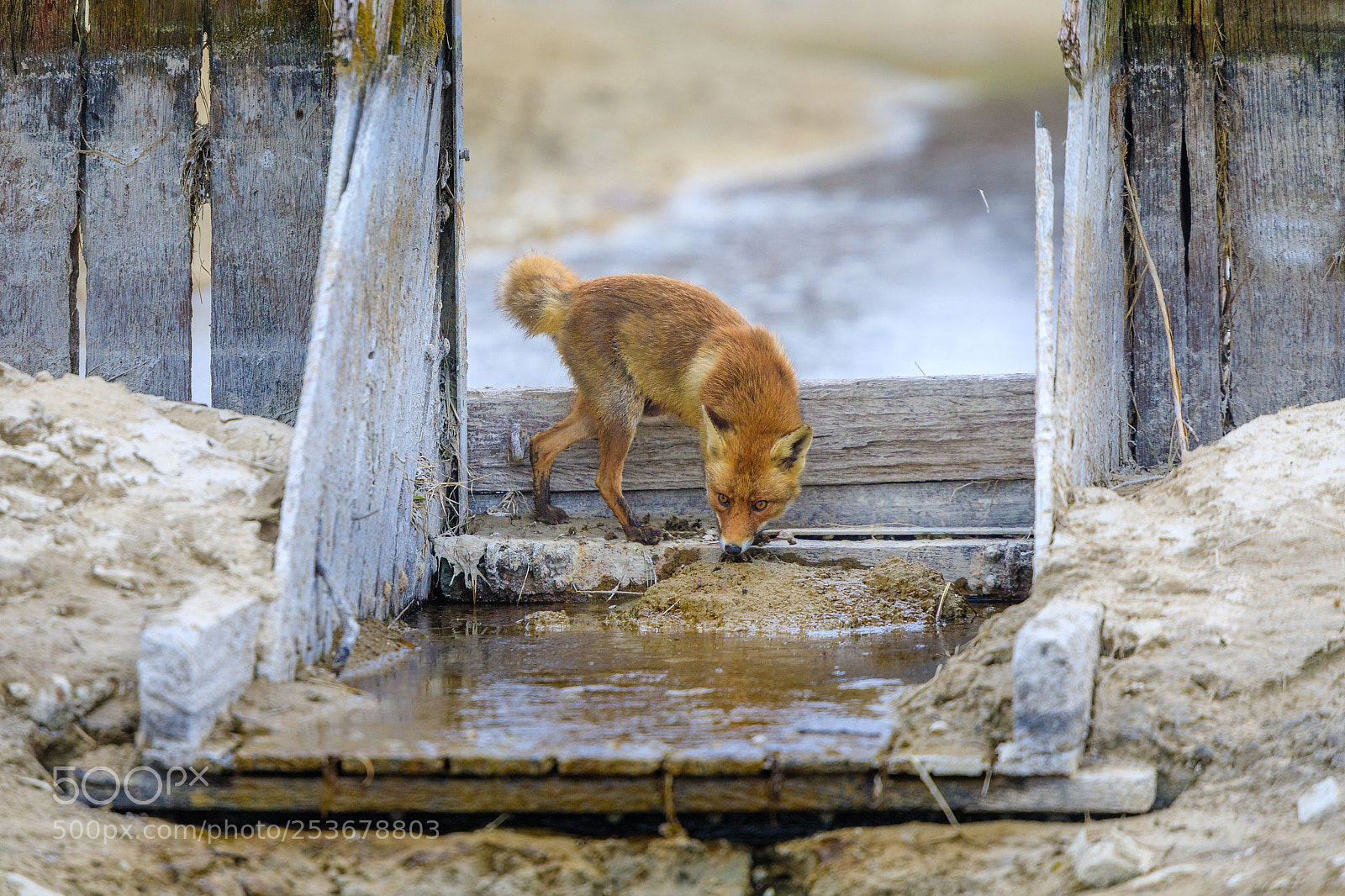 Canon EOS 5D Mark IV sample photo. Sniffing photography