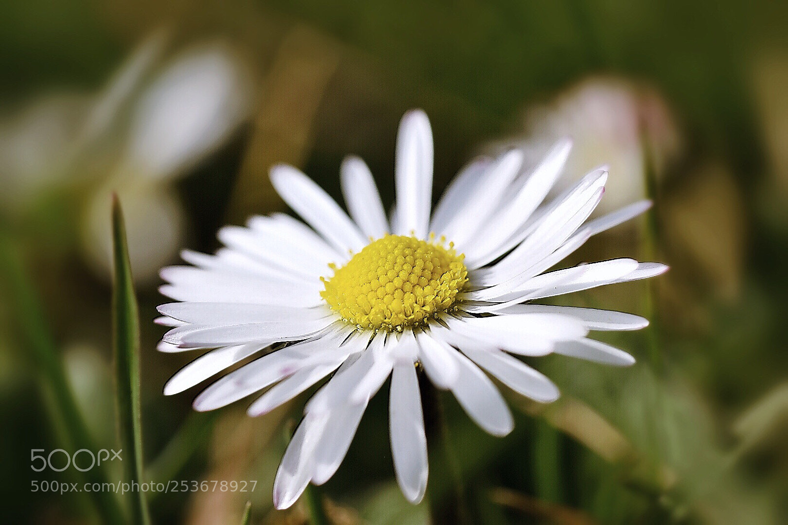 Nikon D5600 sample photo. Springtime photography