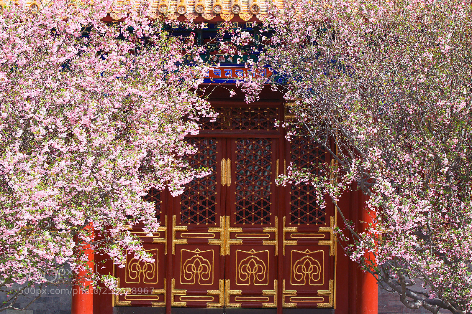 Canon EOS 70D sample photo. Blossom in the garden photography