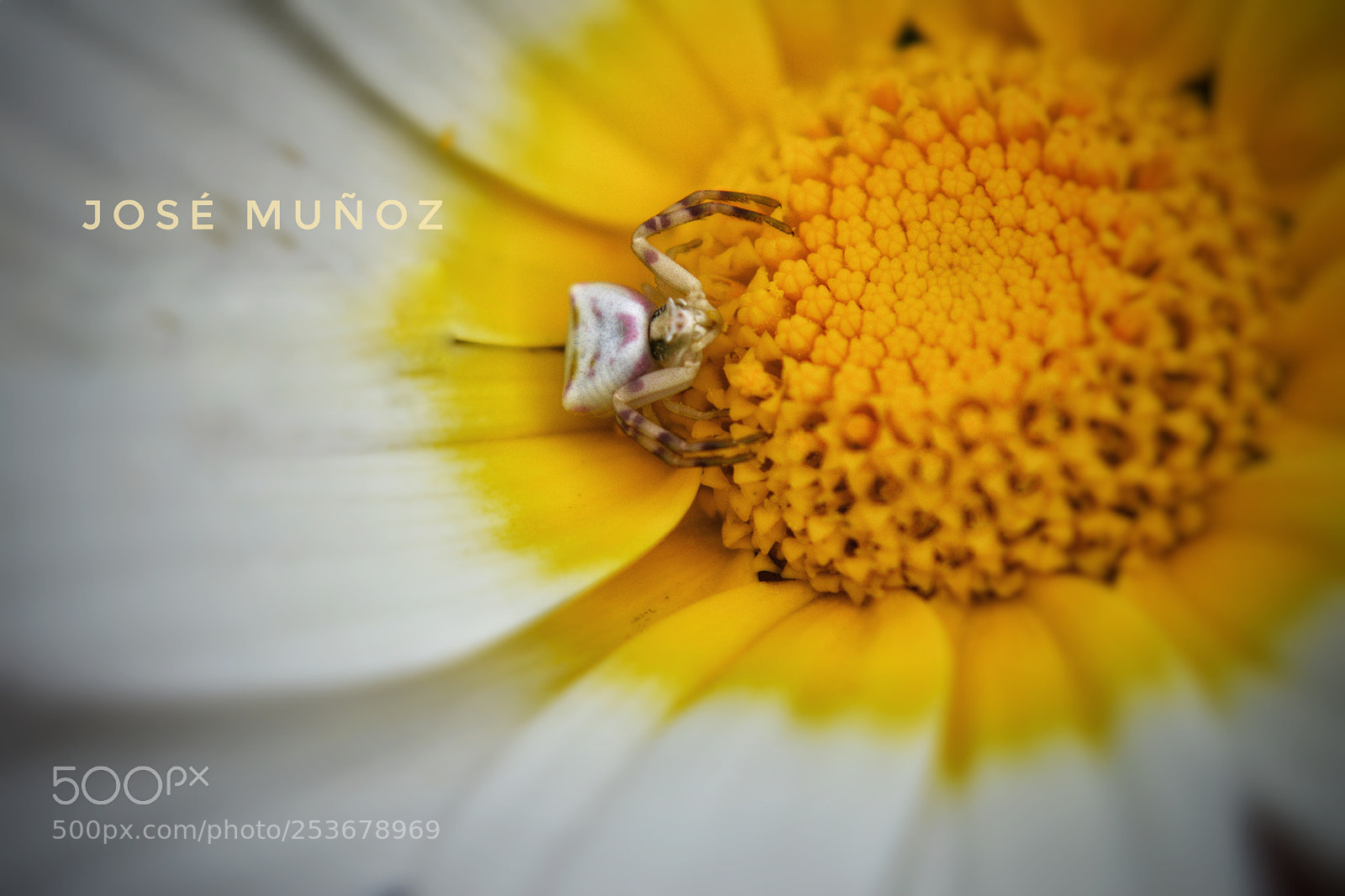 Nikon D3300 sample photo. Untitled photography