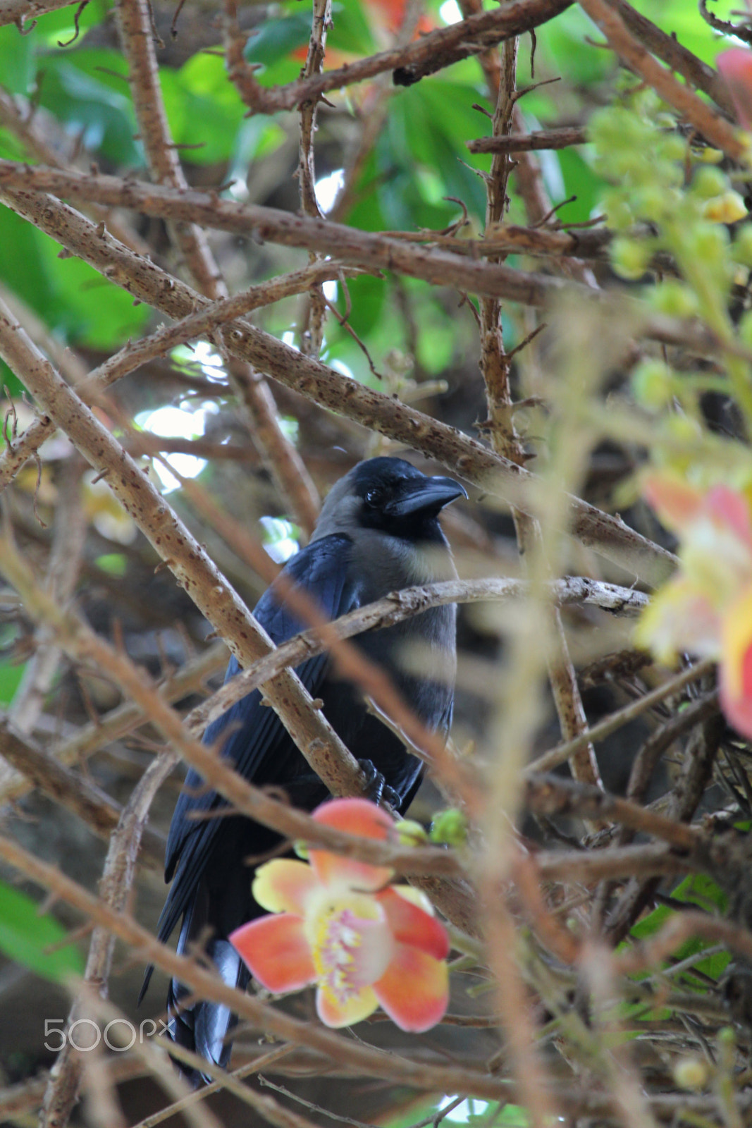Canon EF-S 55-250mm F4-5.6 IS STM sample photo. Cage of nature photography