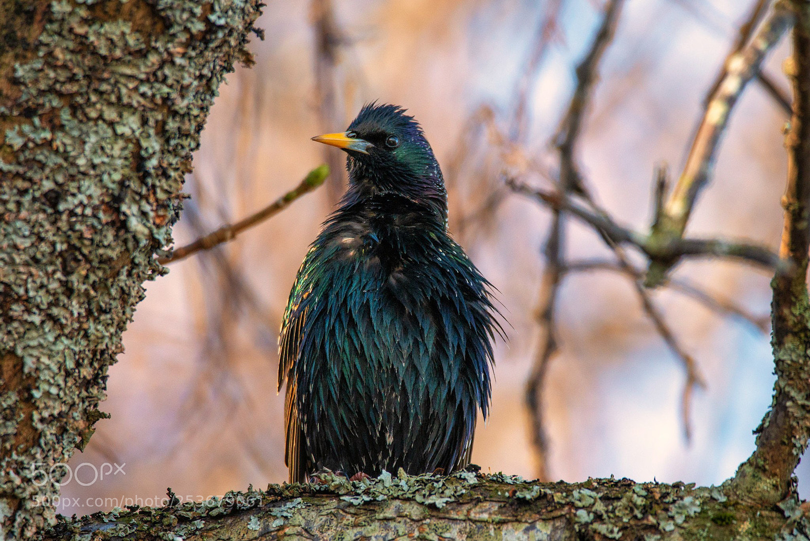 Nikon D610 sample photo. Starling in morning light photography