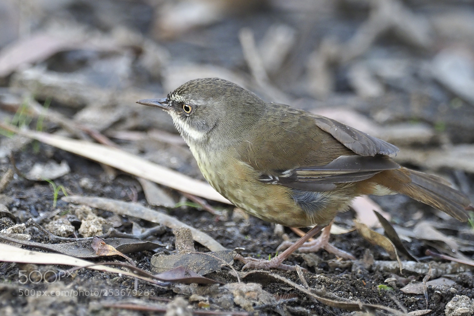 Olympus OM-D E-M1 Mark II sample photo. White-browed scrubwren photography