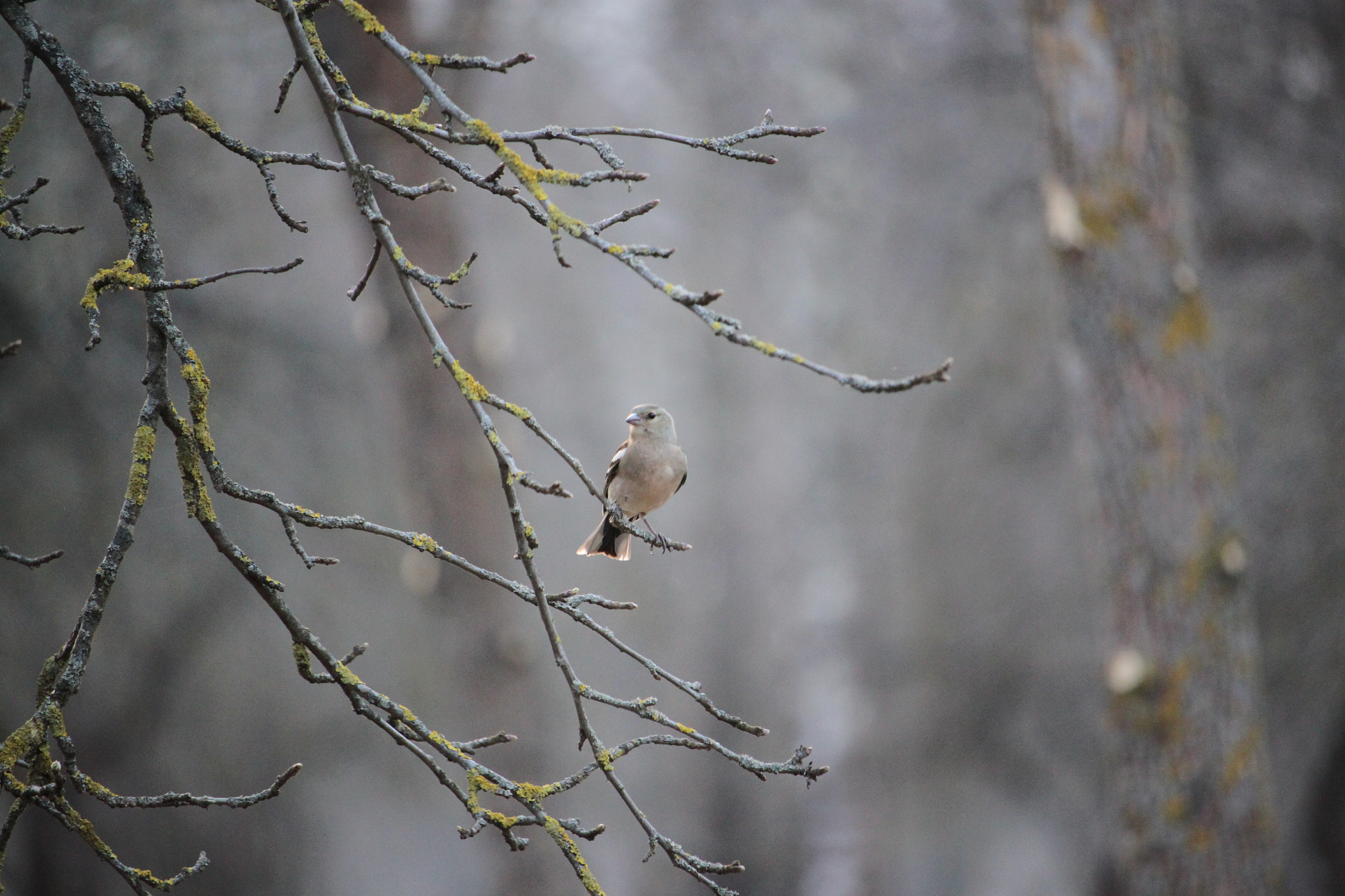 Canon EF-S 55-250mm F4-5.6 IS STM sample photo. Bird on the branch photography
