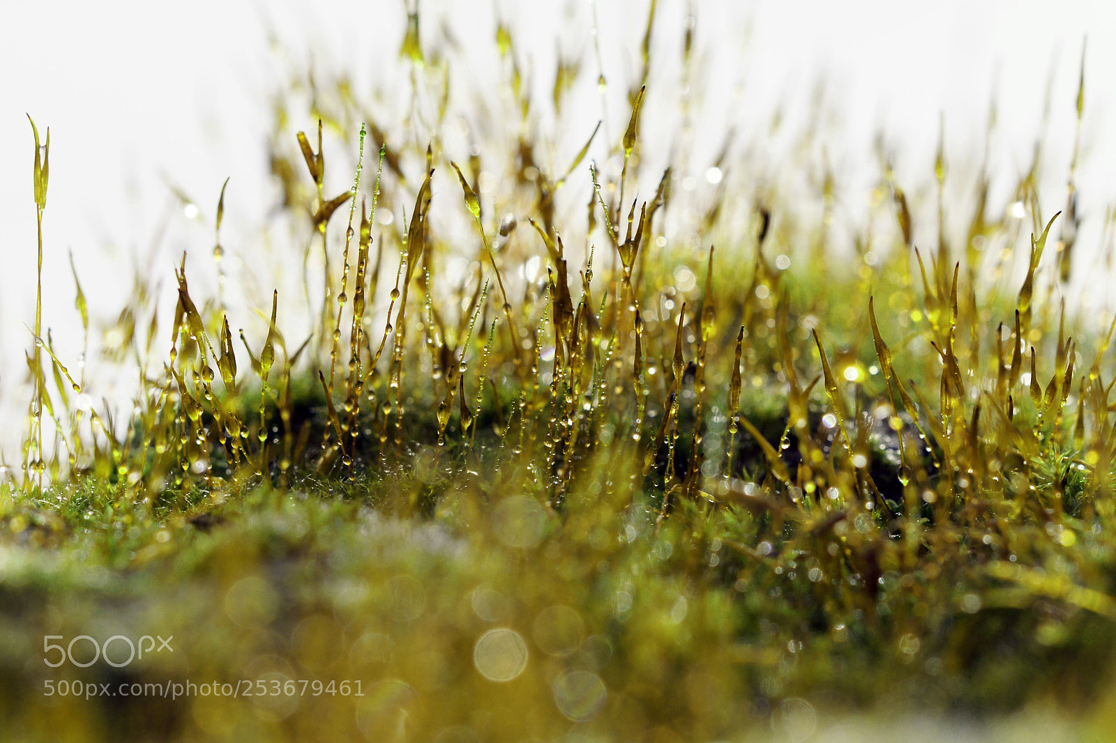 Sony Alpha DSLR-A700 sample photo. Green collier photography