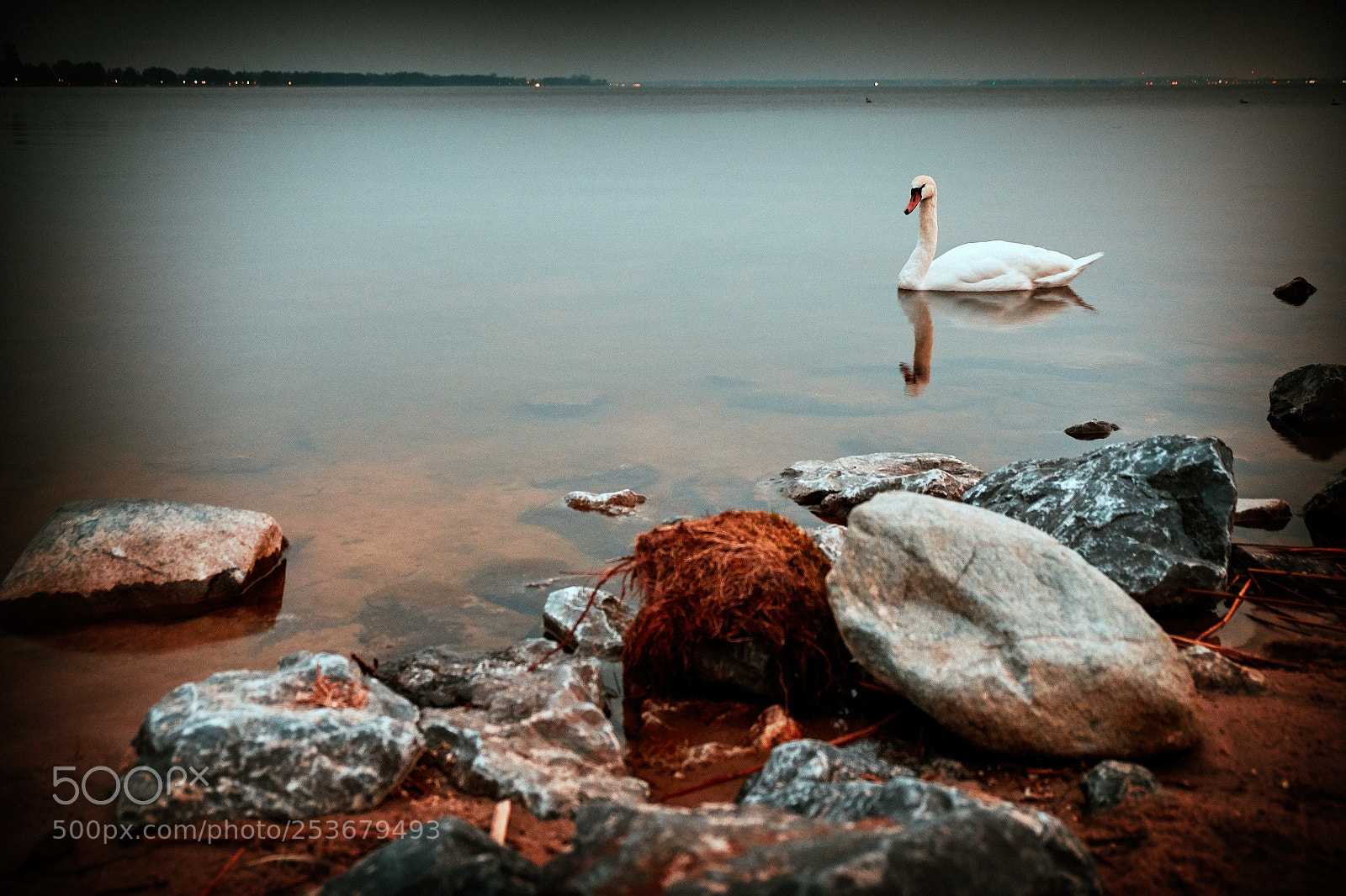 Fujifilm X-T2 sample photo. The swan. photography