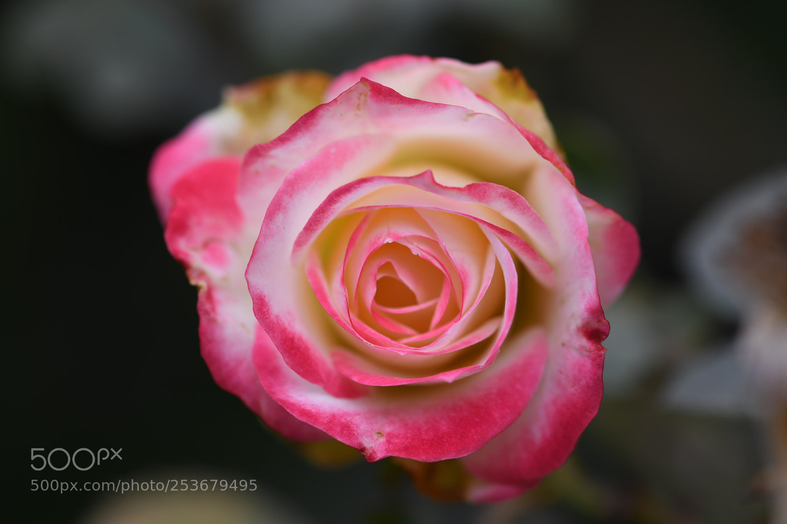 Nikon D850 sample photo. Rose photography