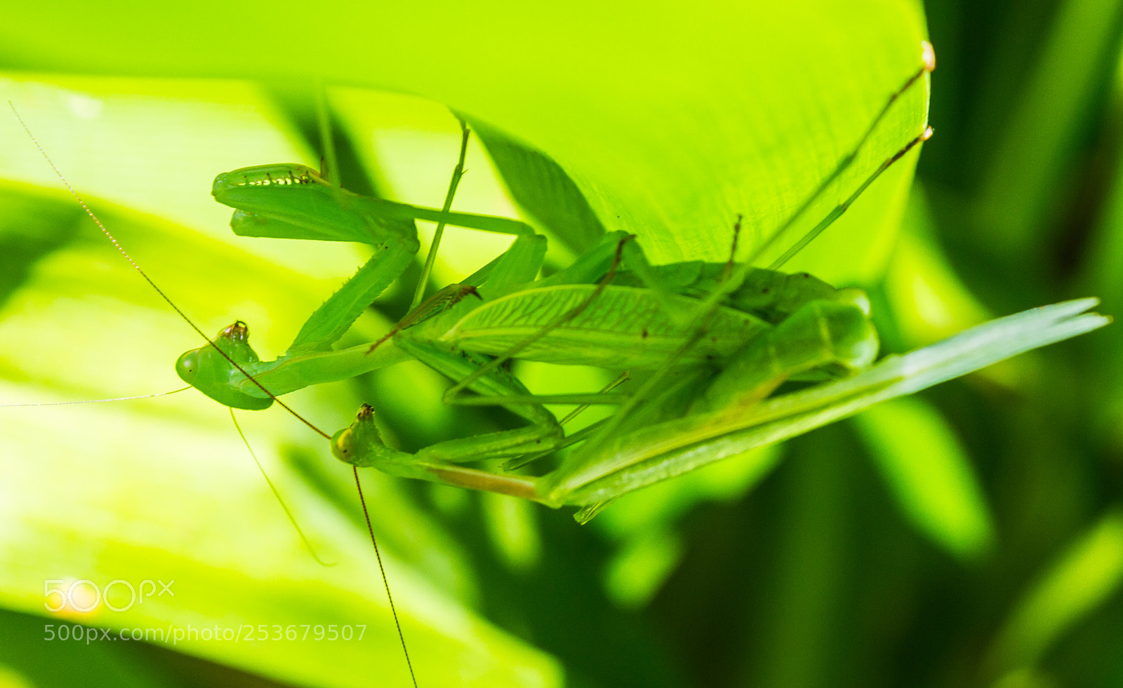 Canon EOS 7D sample photo. Mating praying mantis photography