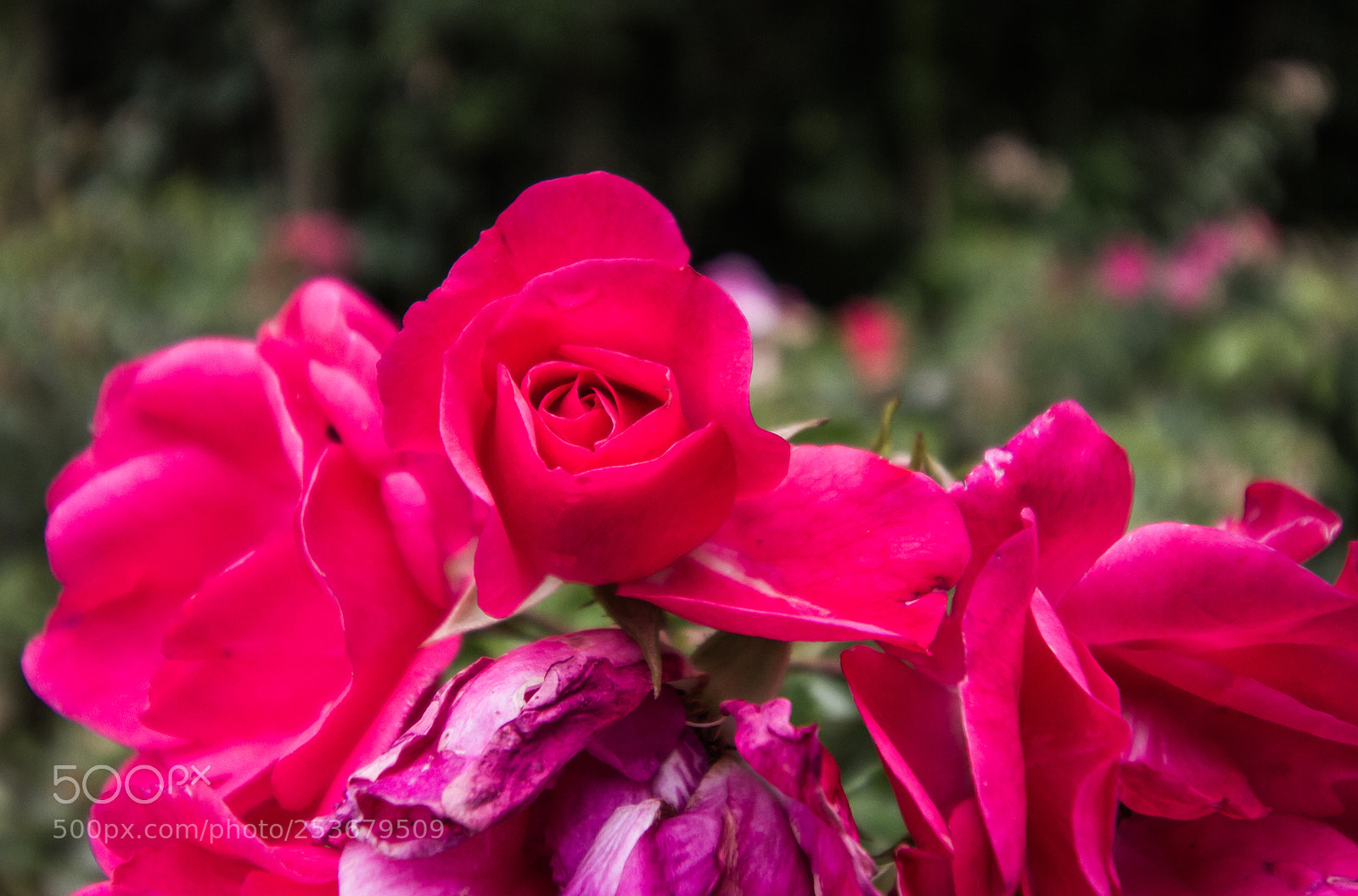 Canon EOS 7D sample photo. Pink roses photography