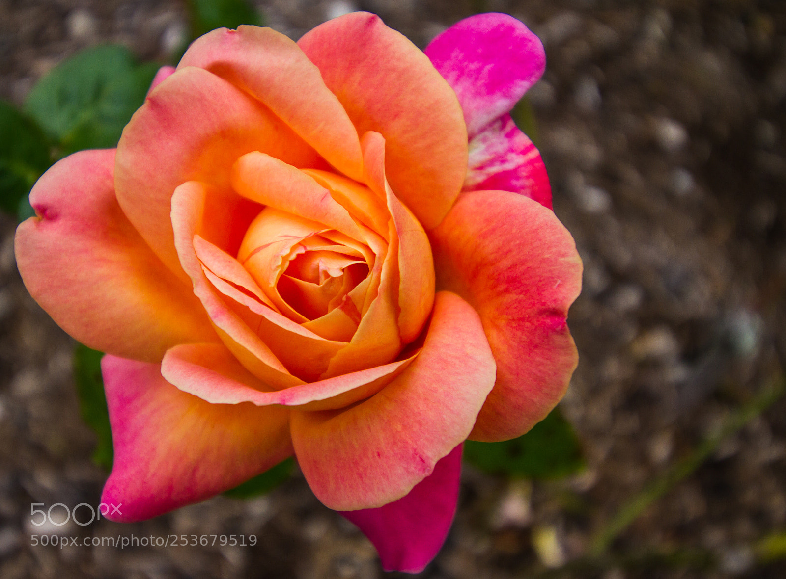 Canon EOS 7D sample photo. Rose photography