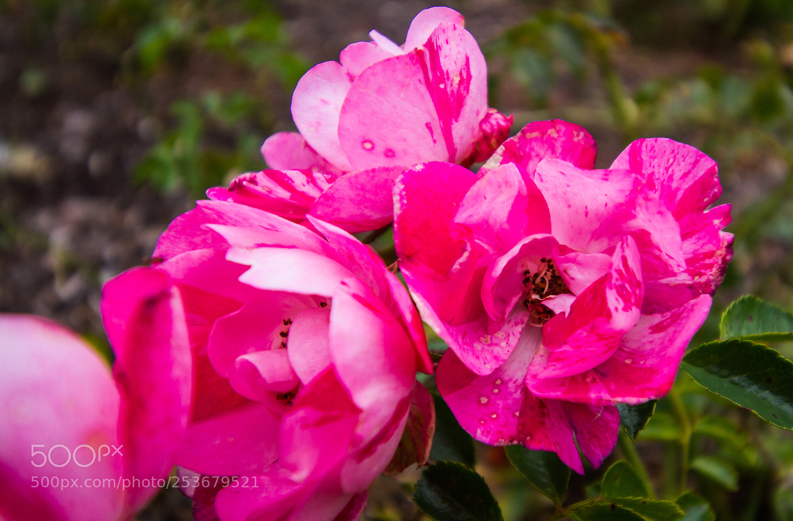 Canon EOS 7D sample photo. Speckled pink roses photography