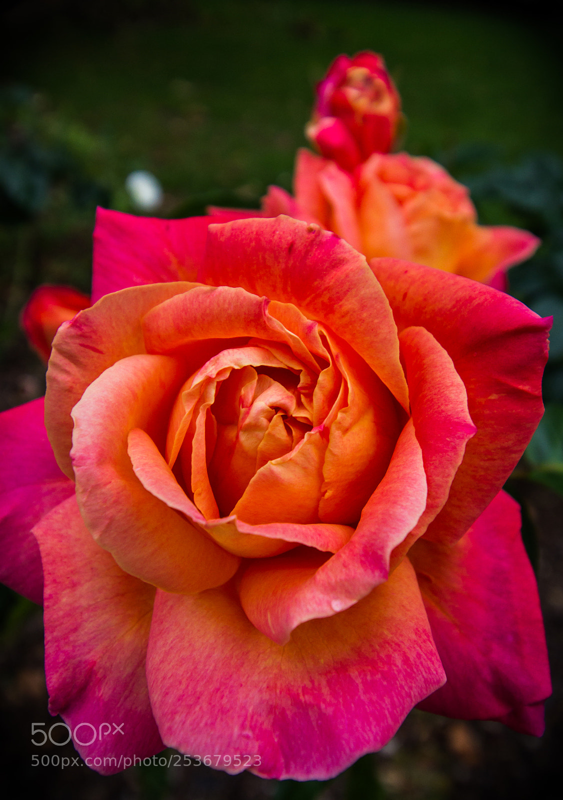 Canon EOS 7D sample photo. Rose & buds photography