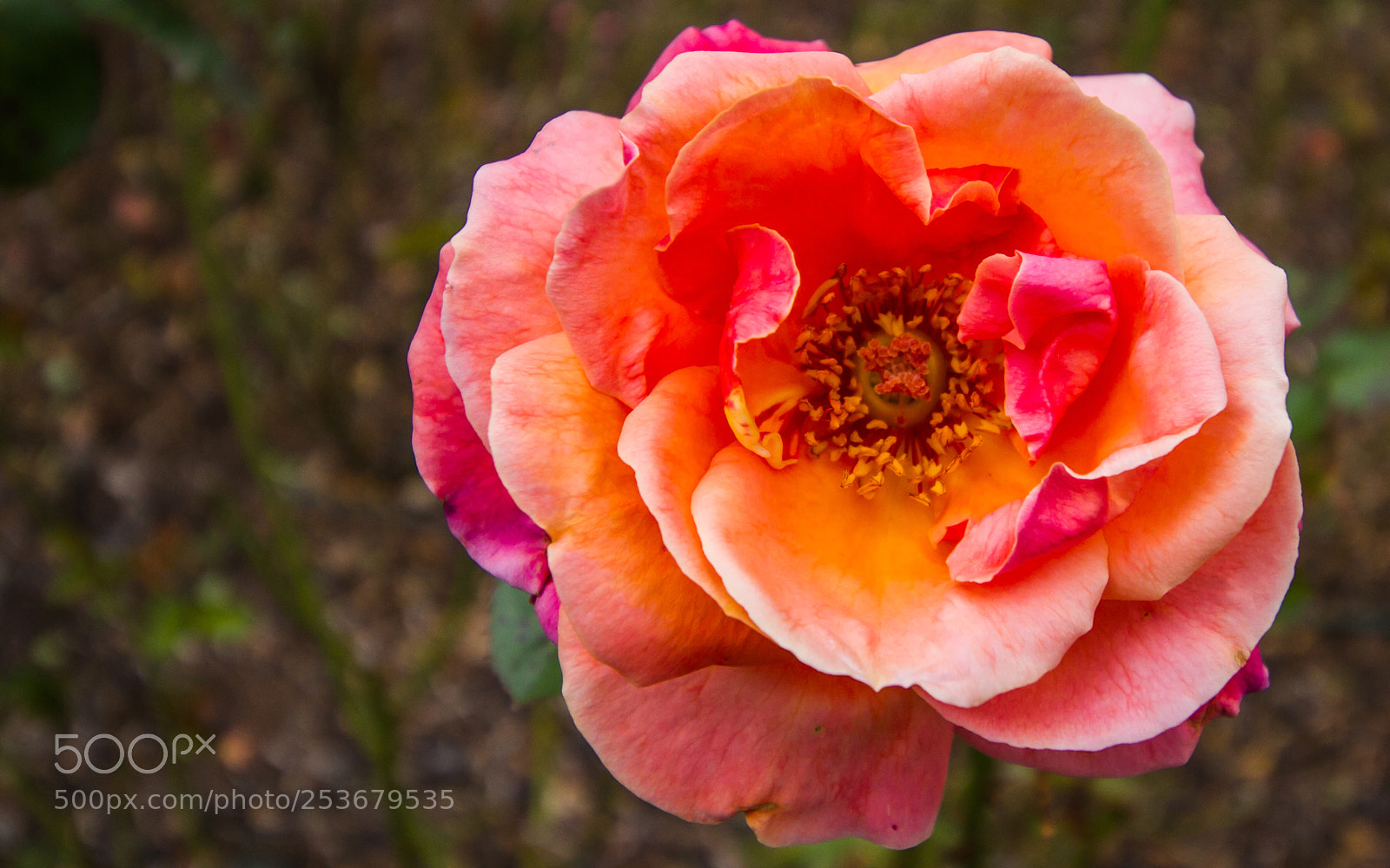Canon EOS 7D sample photo. Orange rose photography