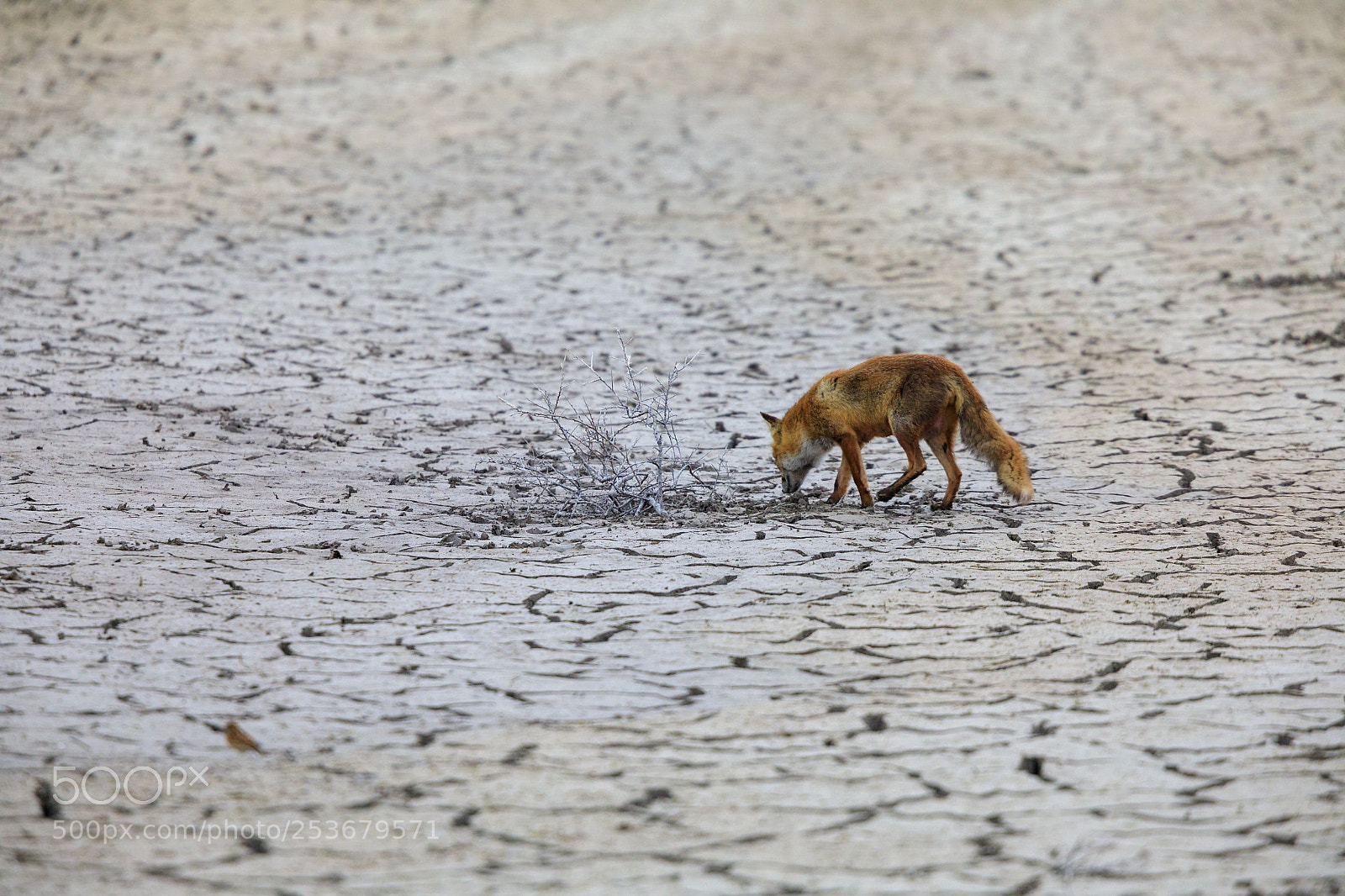Canon EOS 5D Mark IV sample photo. Mrs fox is looking photography