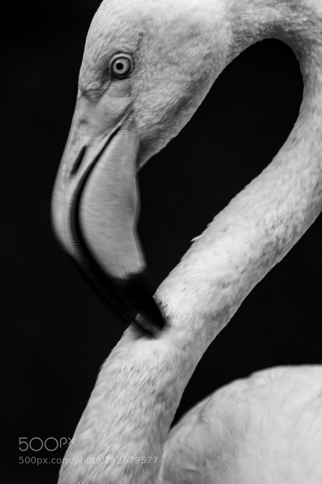 Canon EOS 550D (EOS Rebel T2i / EOS Kiss X4) sample photo. Flamingo photography