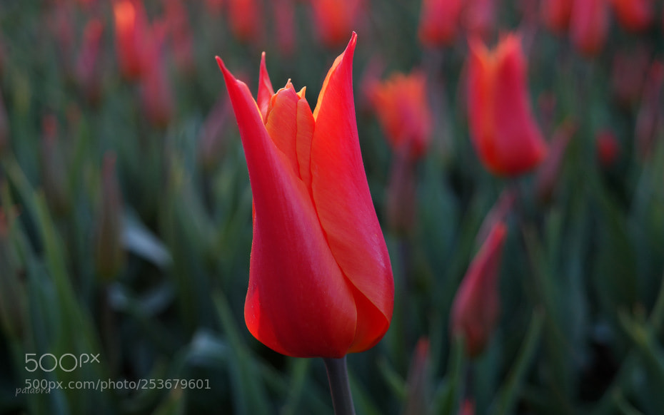 Samsung NX30 sample photo. ... photography