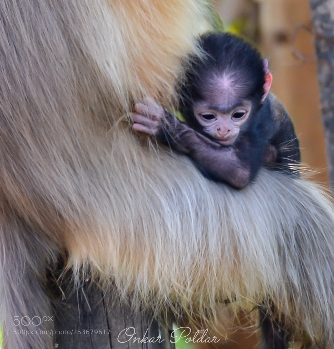 Nikon D7000 sample photo. Langoor baby photography