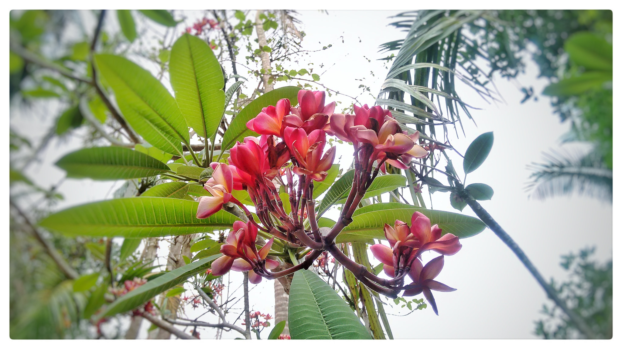 Motorola Moto G (2nd Gen) sample photo. Flower photography