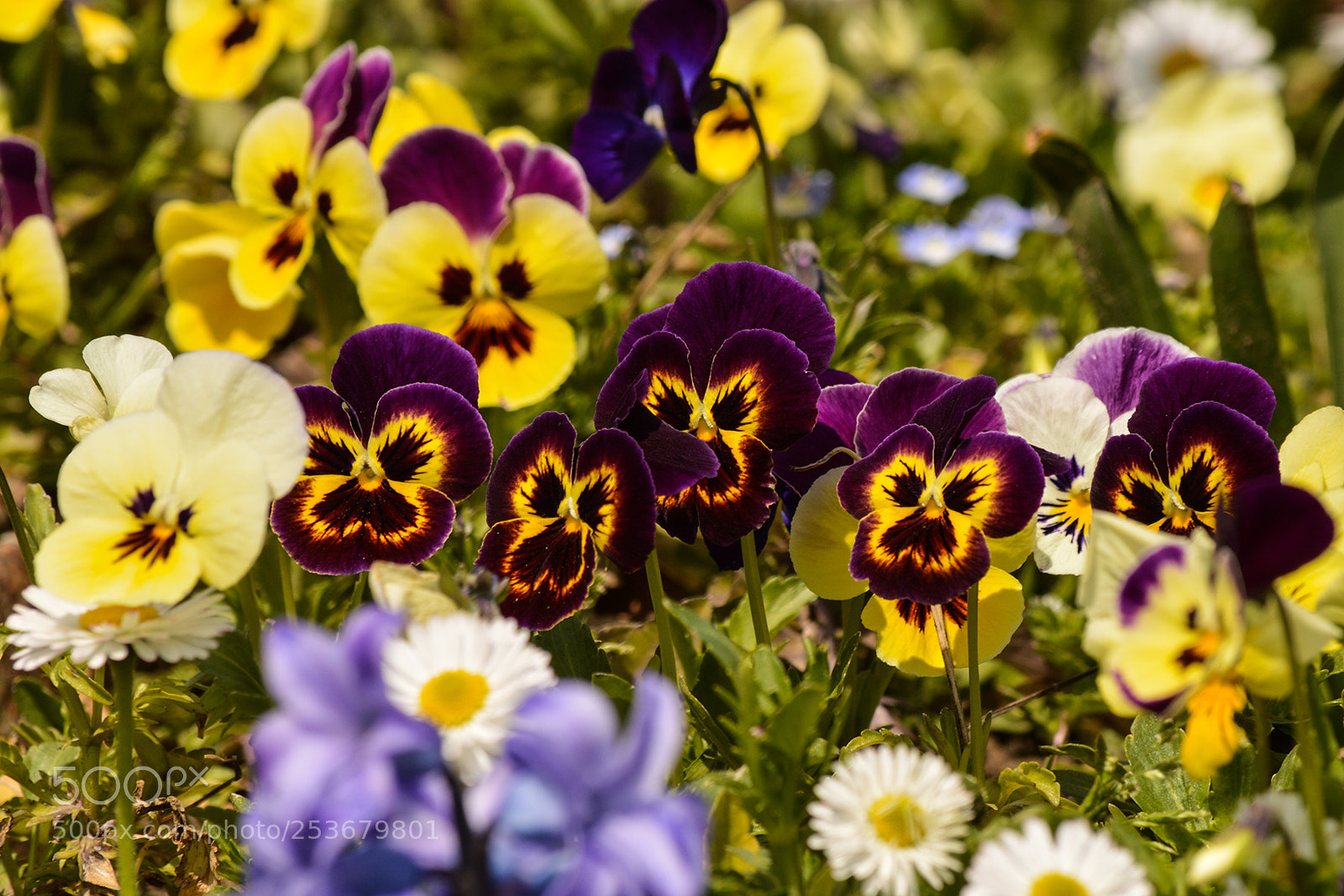 Nikon D3200 sample photo. Pansies photography