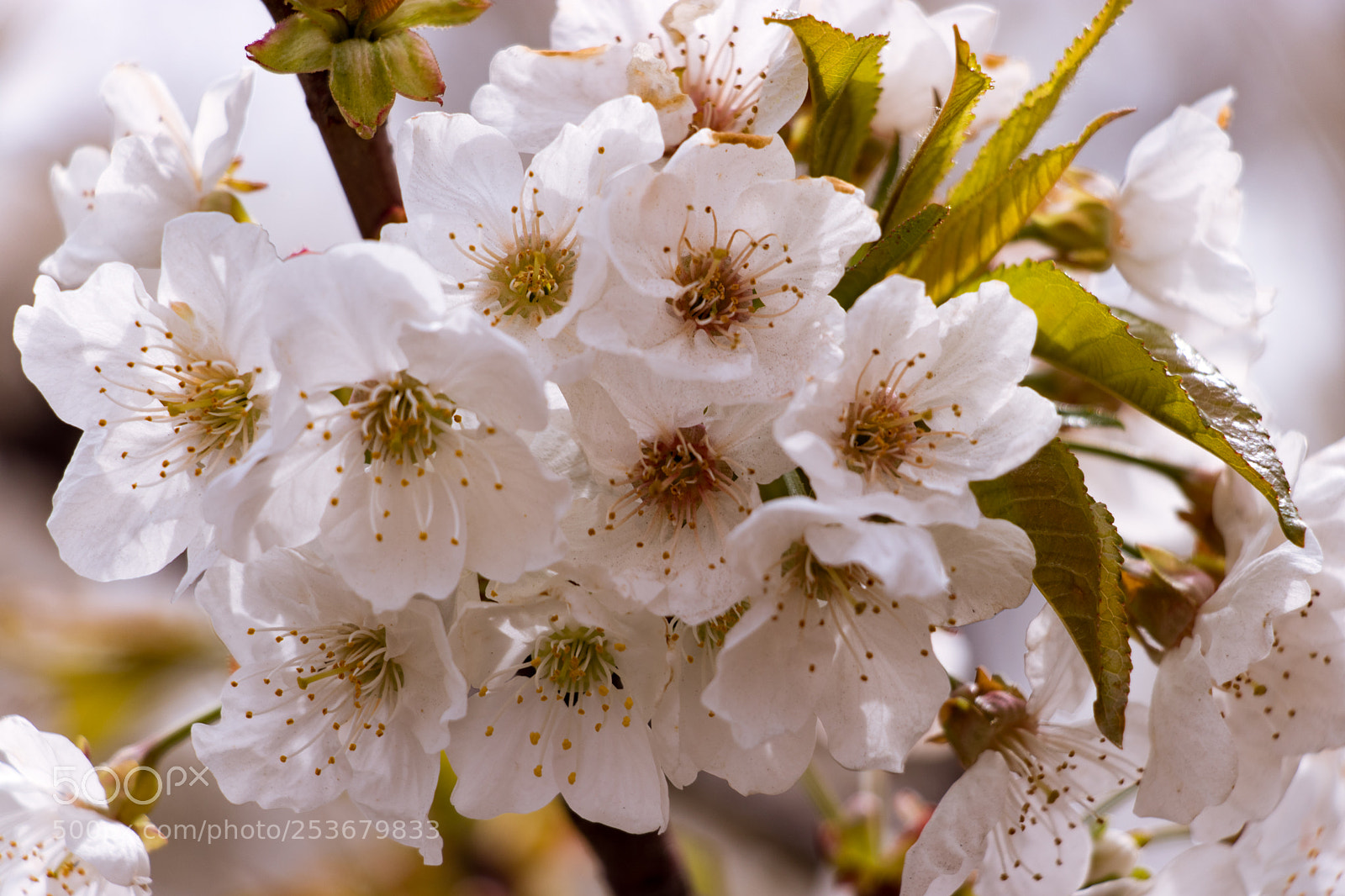 Canon EOS 80D sample photo. Bloom in the road photography