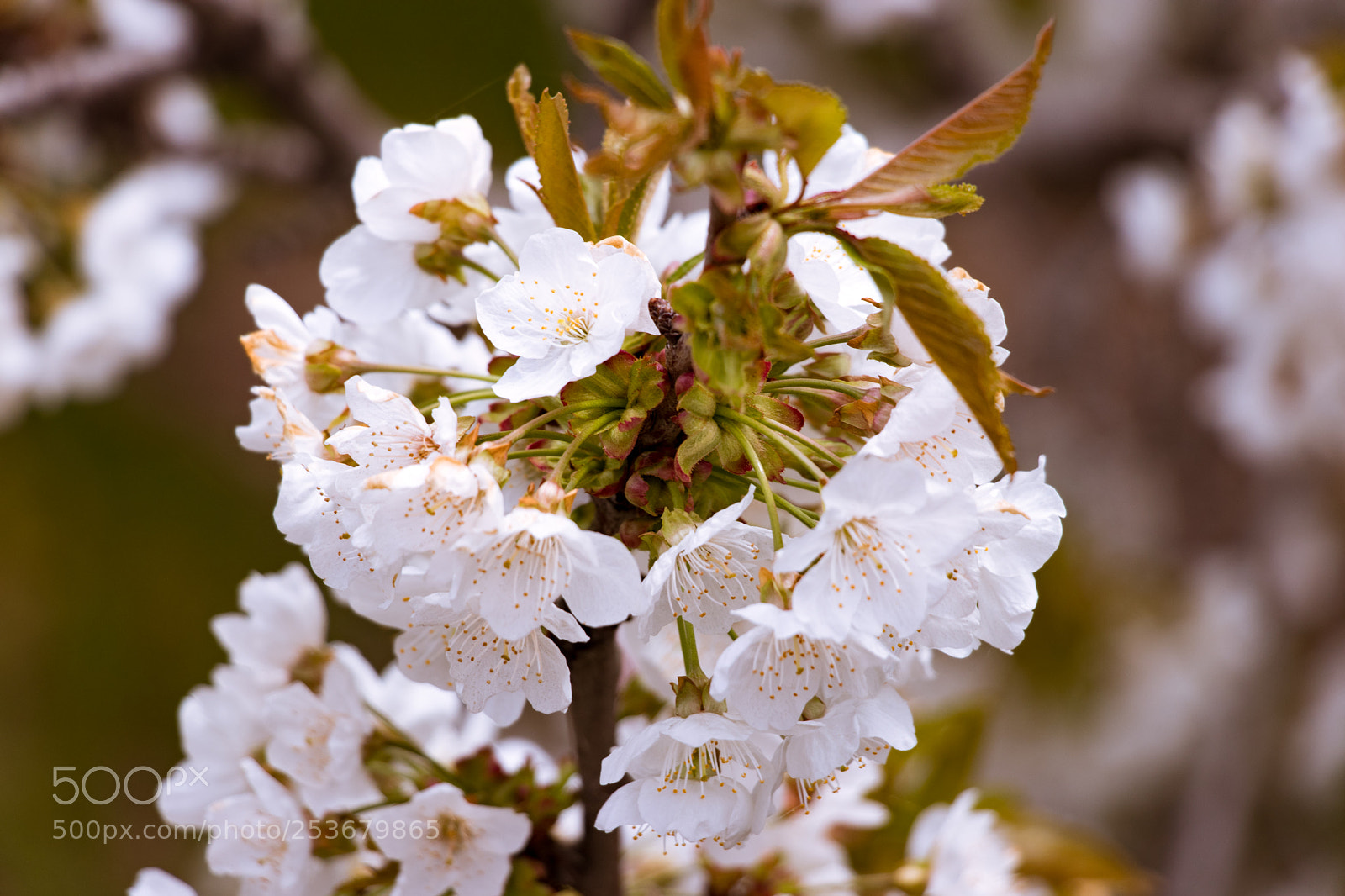 Canon EOS 80D sample photo. Bloom in the road photography