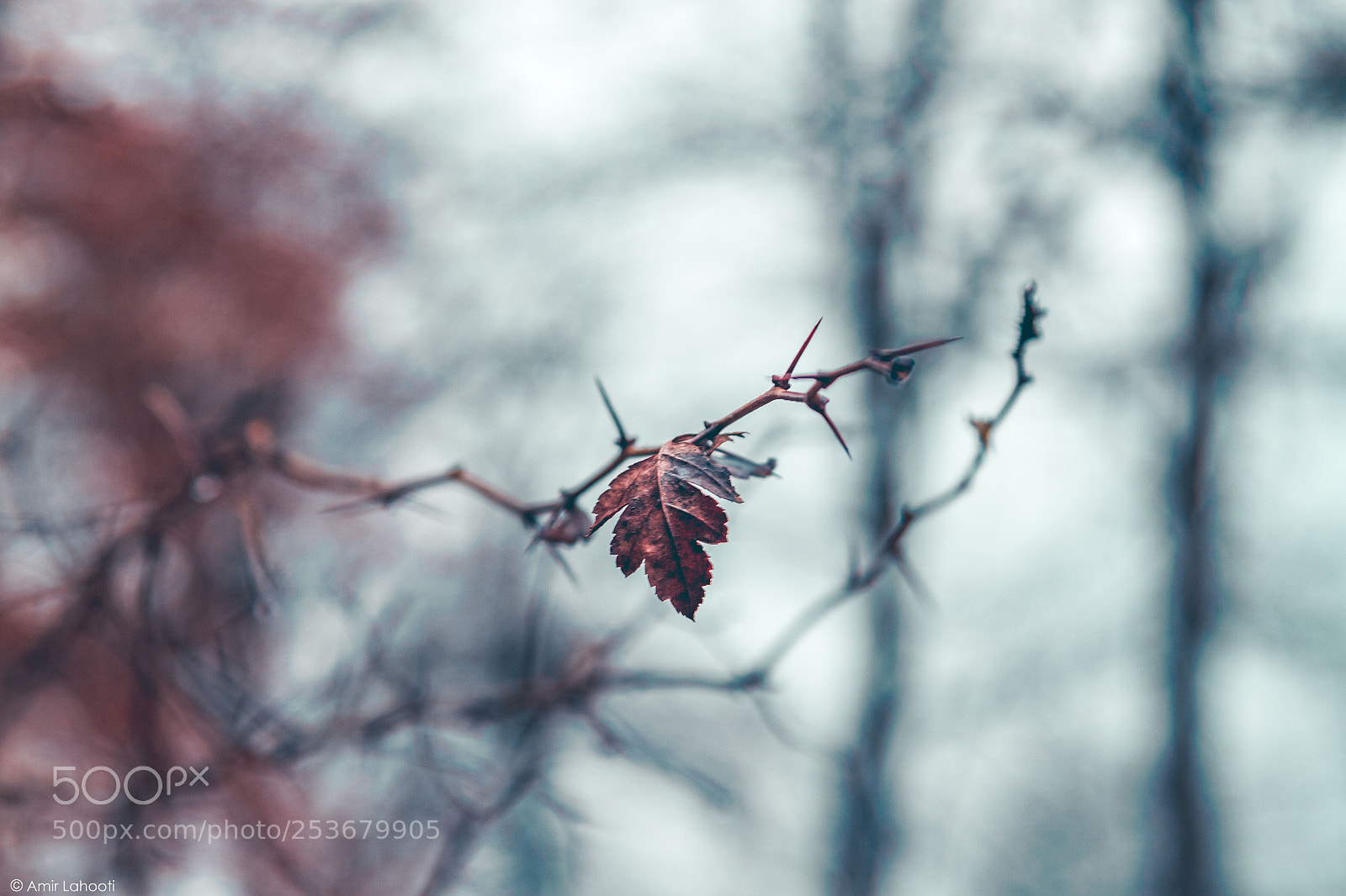 Canon EOS 7D sample photo. Lonely photography