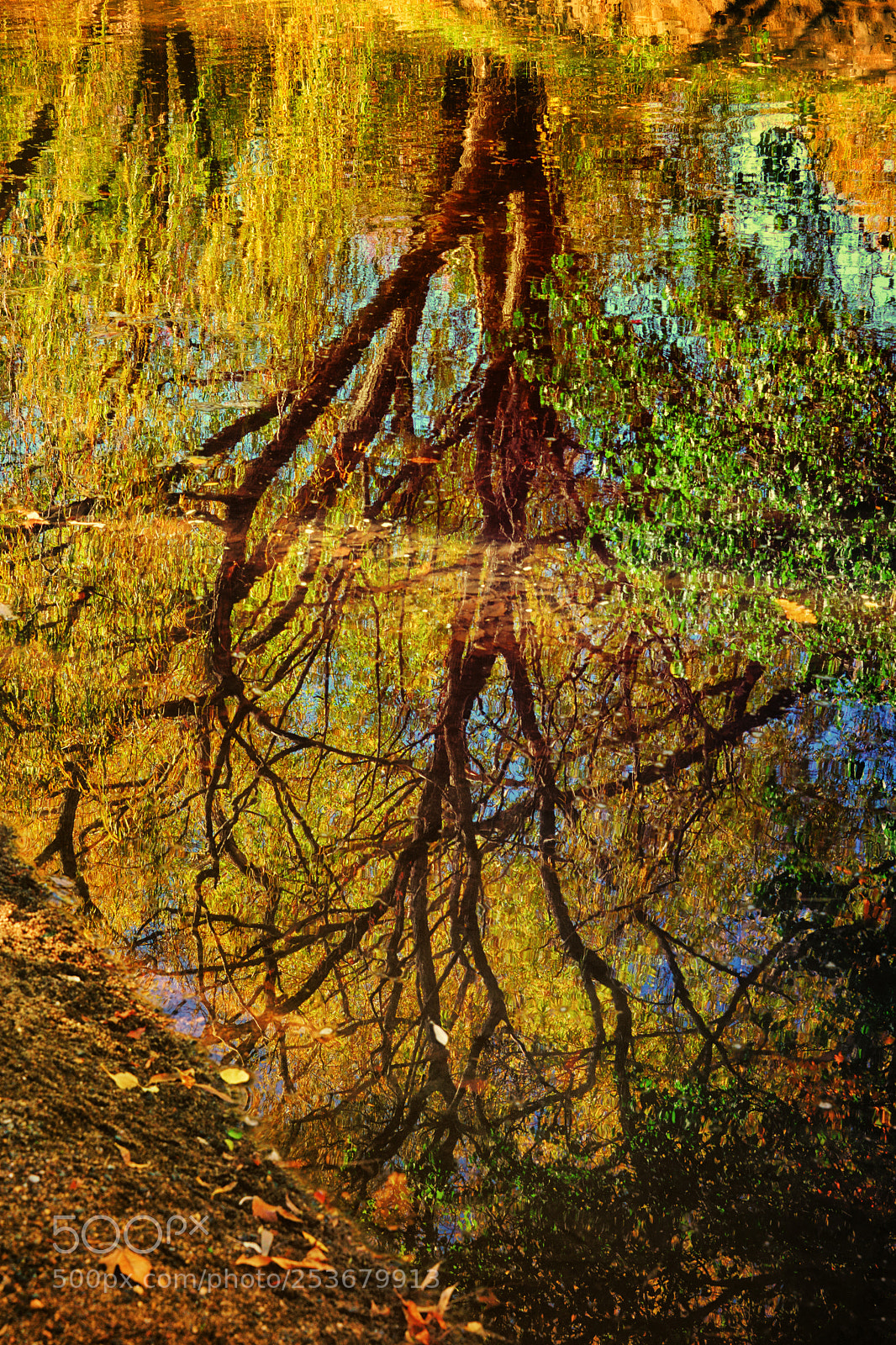 Nikon D800E sample photo. Willow photography