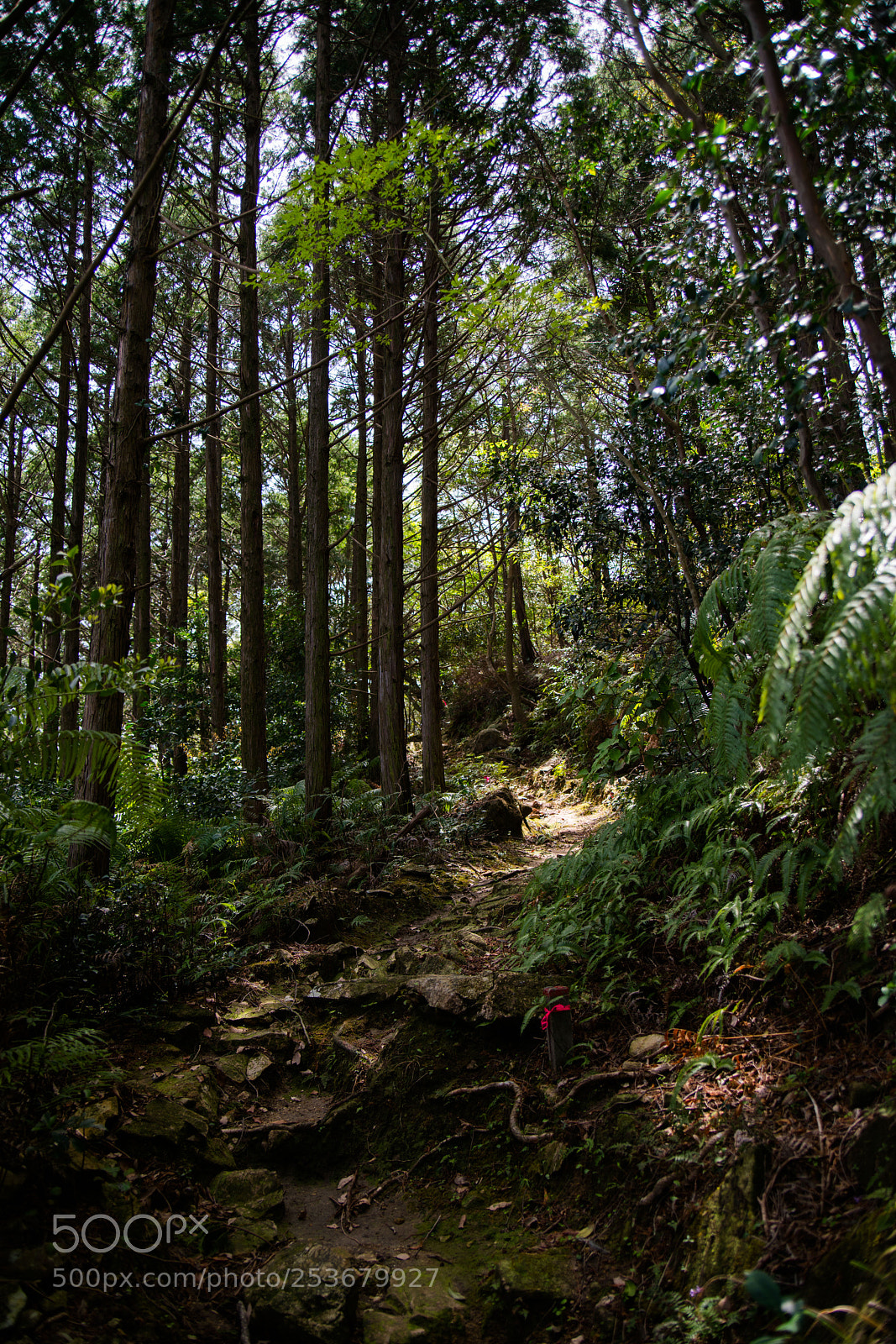 Sony a7R II sample photo. Tsushima photography