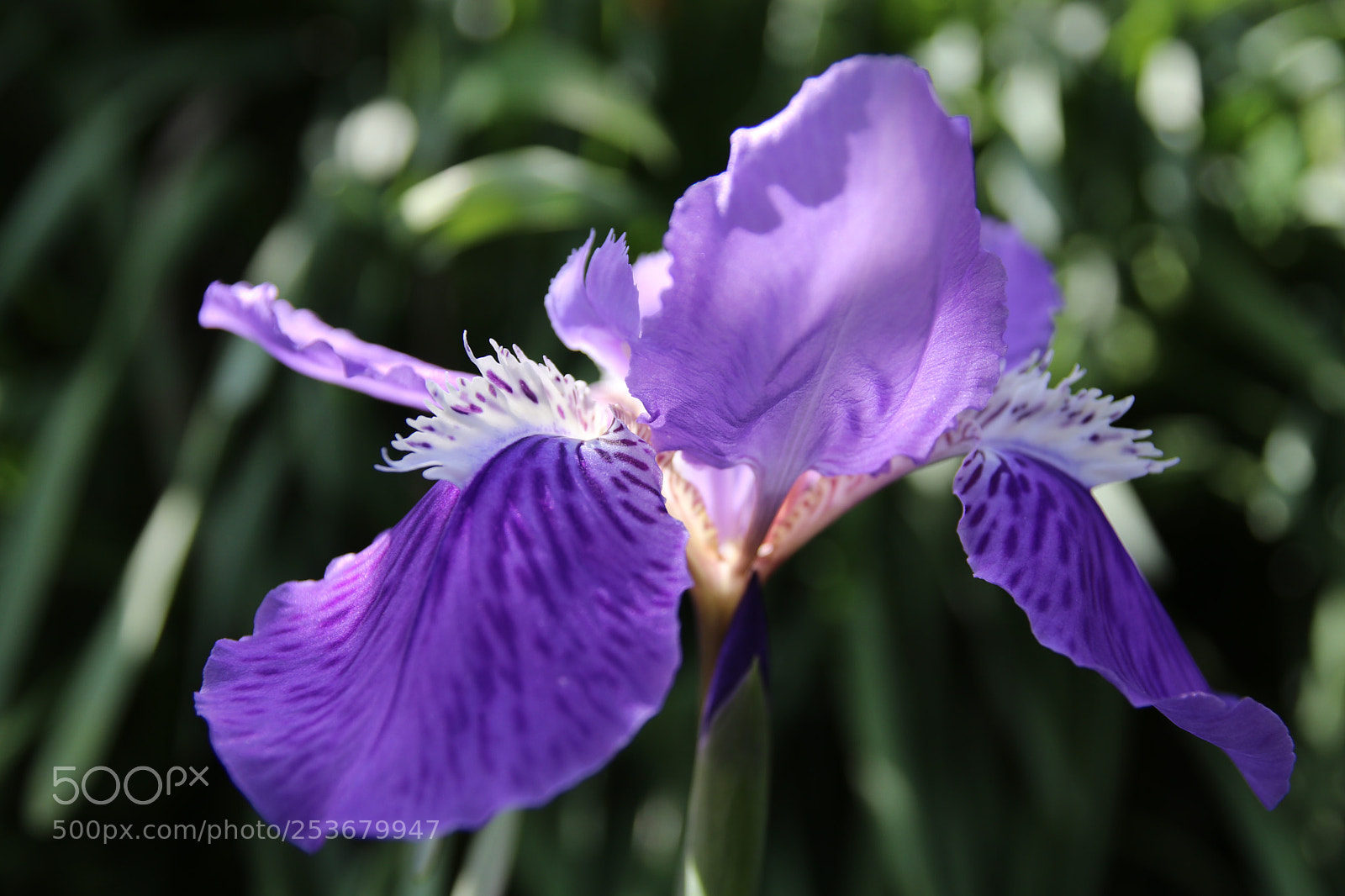 Canon EOS 80D sample photo. Flower photography