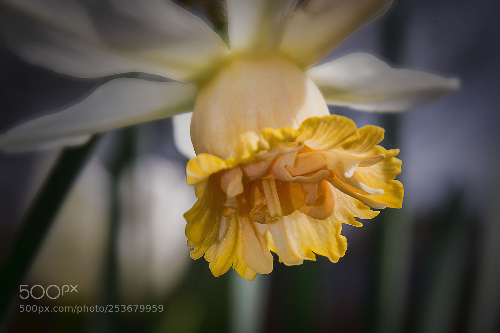 Nikon D3300 sample photo. Narcissus 'petit four' photography