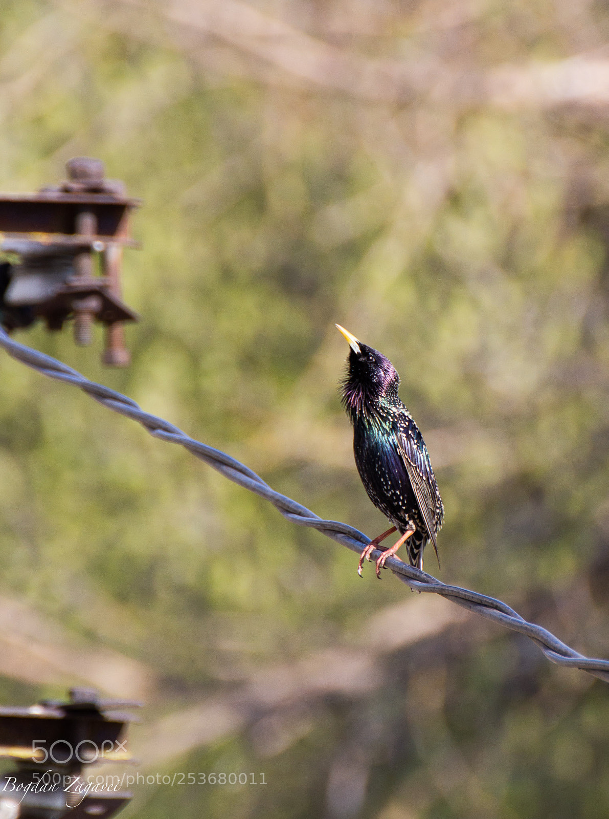 Canon EOS 60D sample photo. Common starling/sturnus vulgaris photography