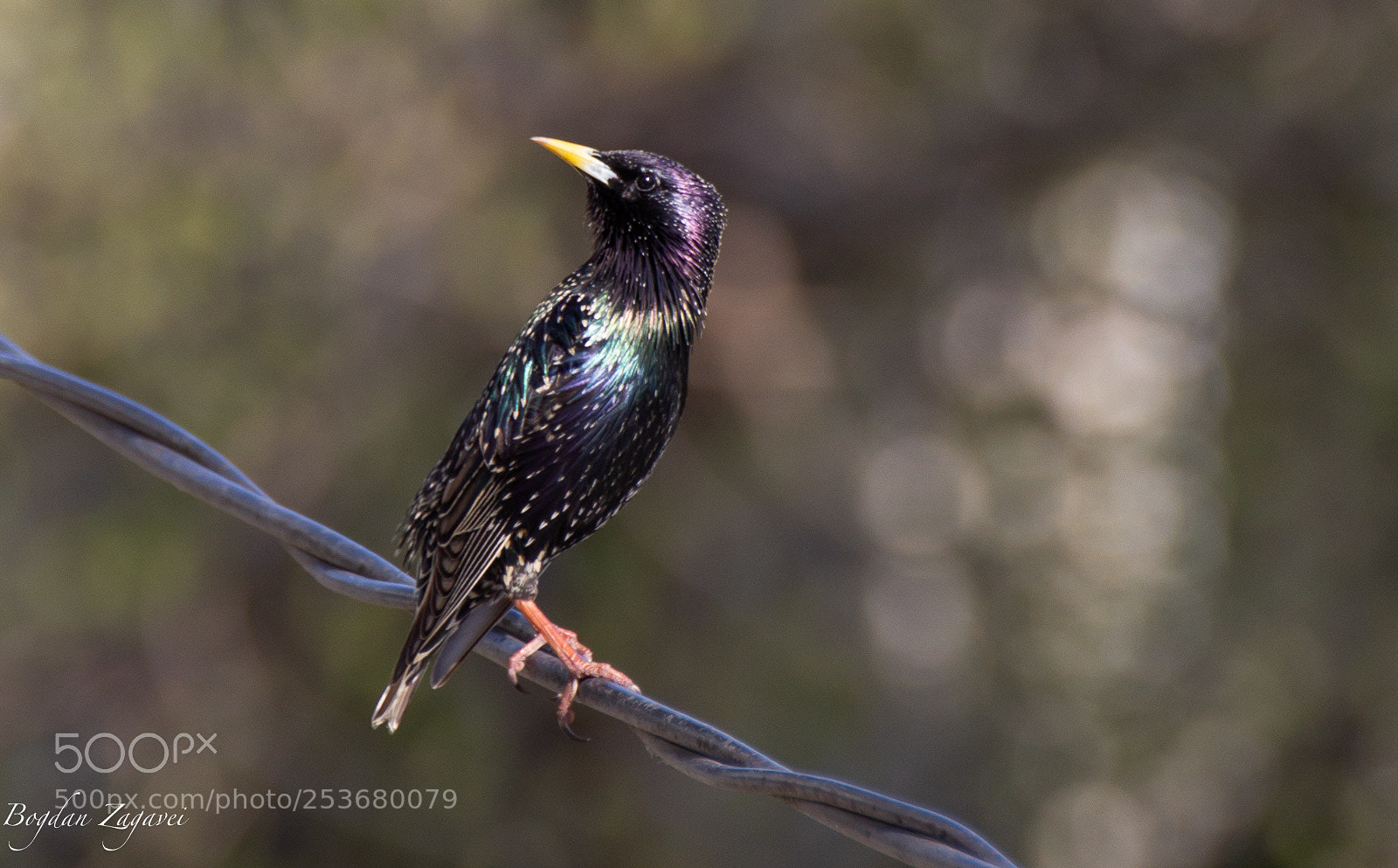Canon EOS 60D sample photo. Starling/sturnus vulgaris metallic photography