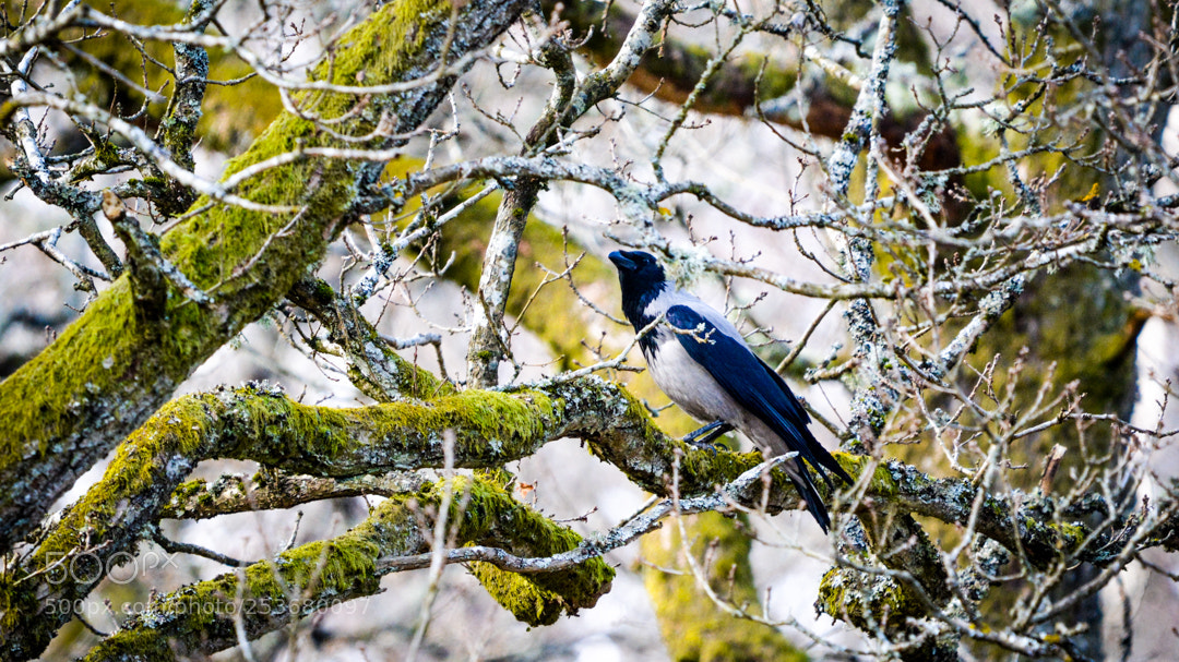 Nikon D5200 sample photo. The crow in a photography
