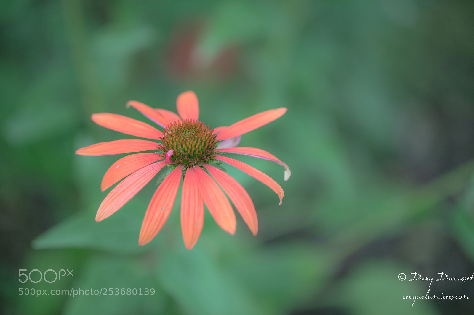 Canon EOS 5DS R sample photo. ça plane pour moi - photography