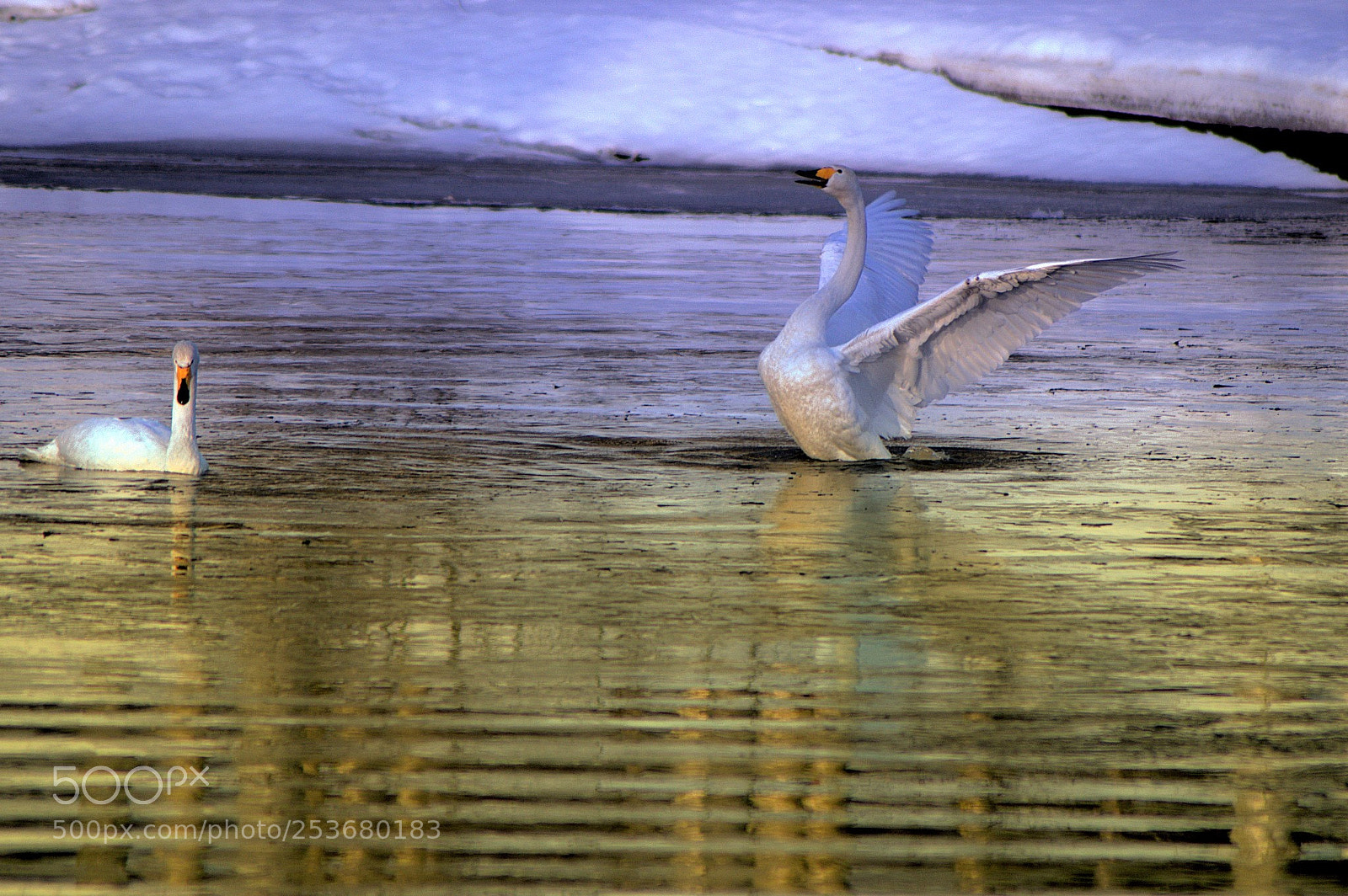 Nikon D3200 sample photo. Swans photography