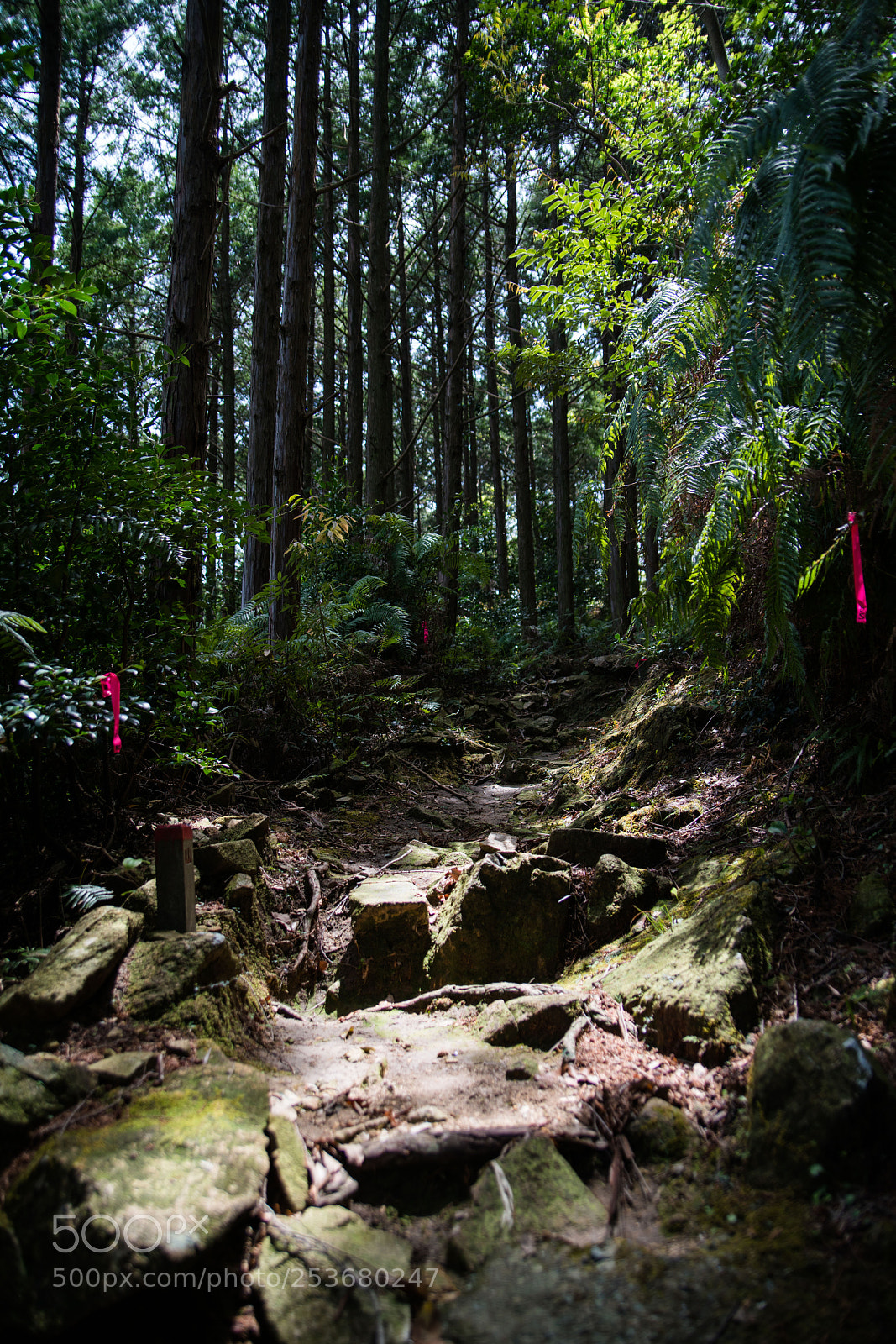 Sony a7R II sample photo. Tsushima photography