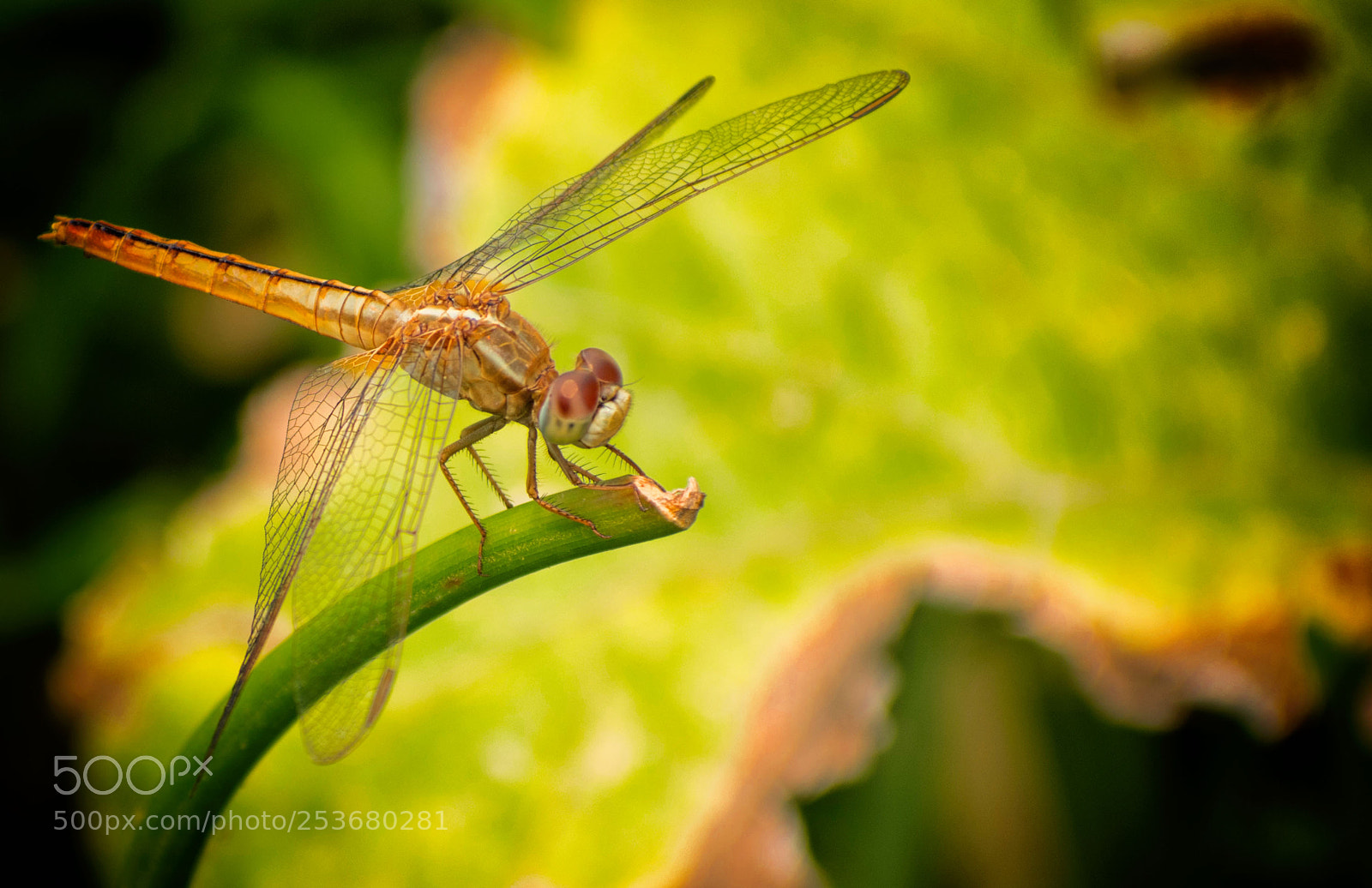 Nikon D5500 sample photo. Golden dragonfly photography